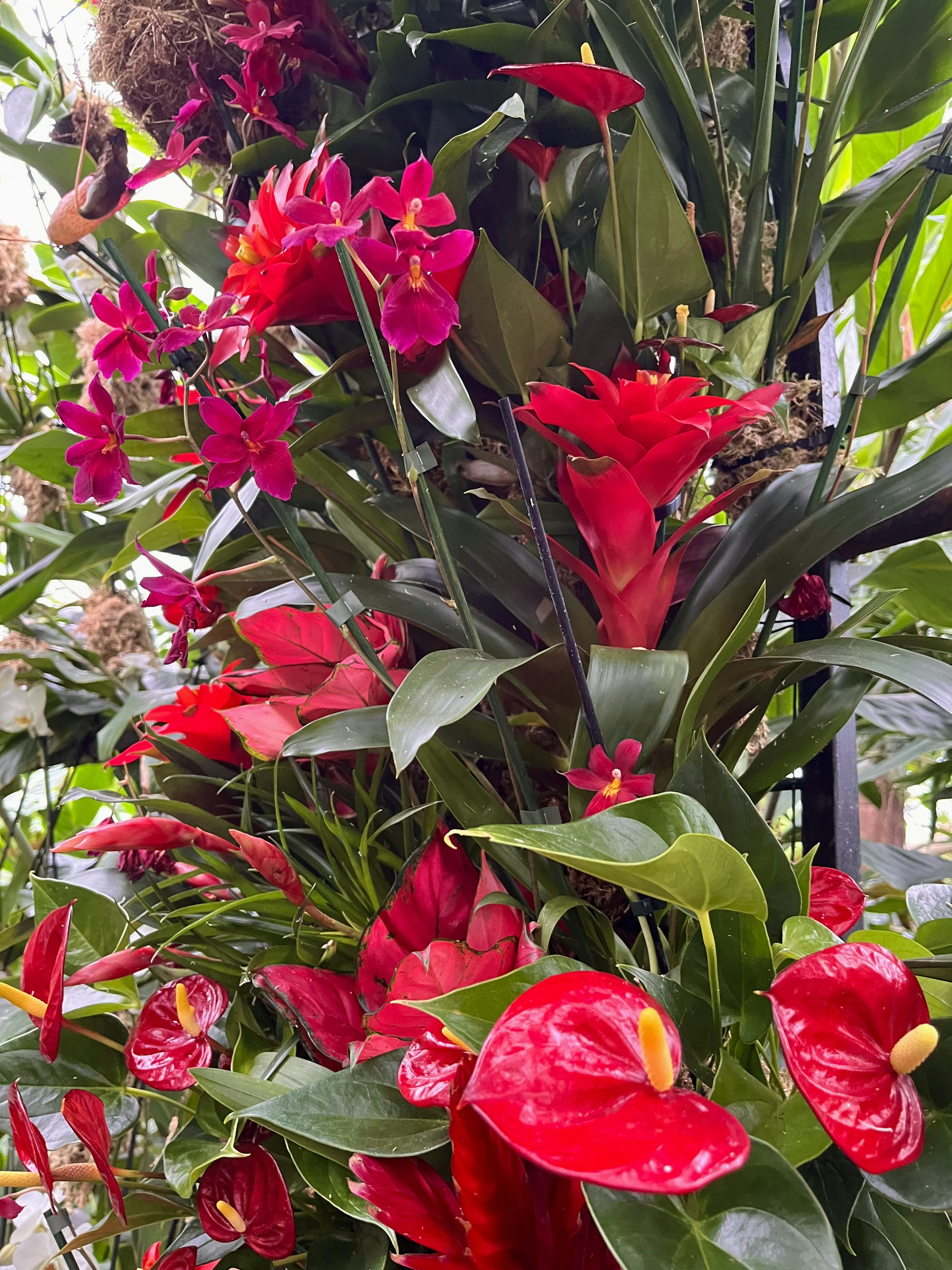 Primo piano di fiori rossi vivaci e foglie verdi lussureggianti