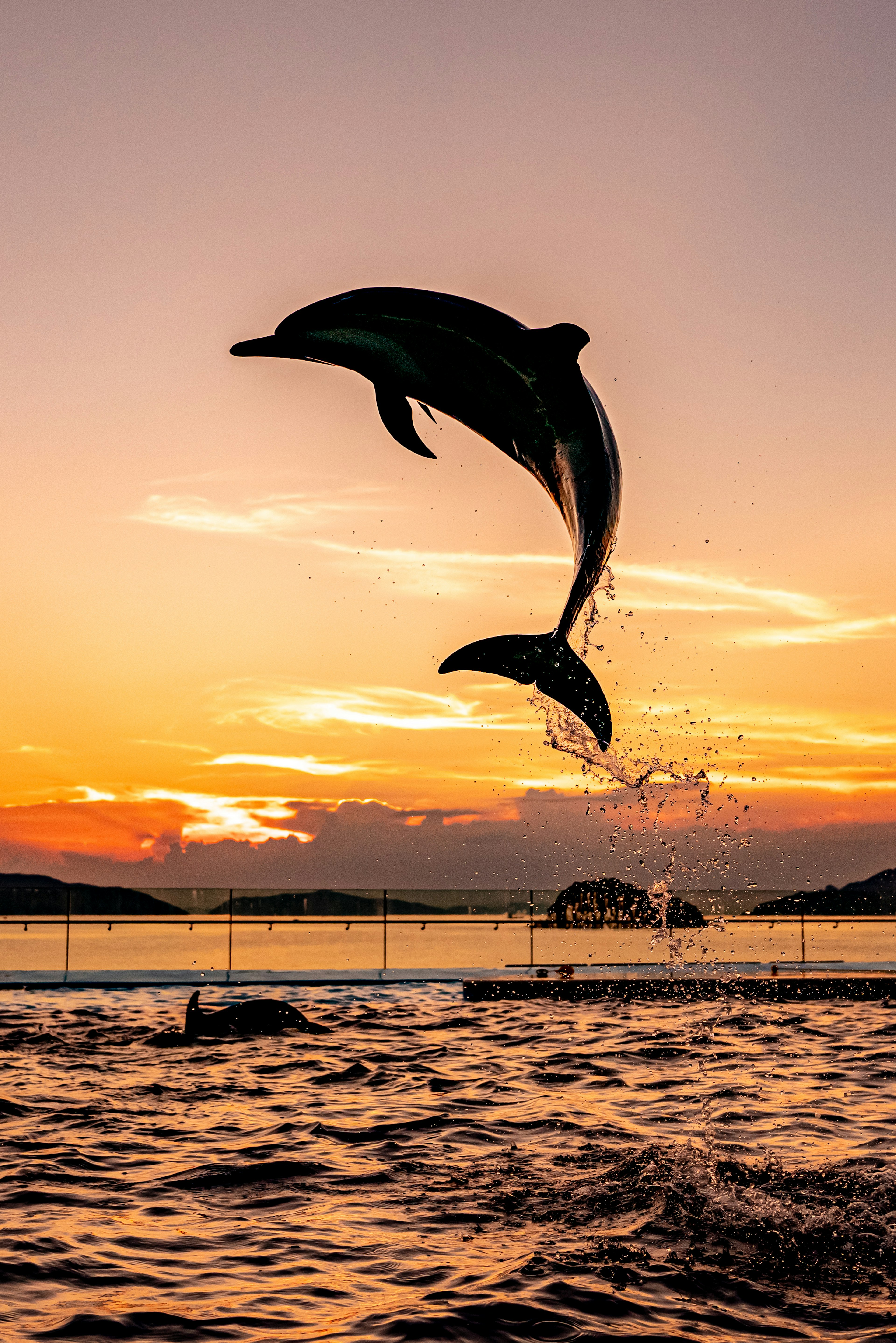 Silhouette of dolphins leaping against a sunset