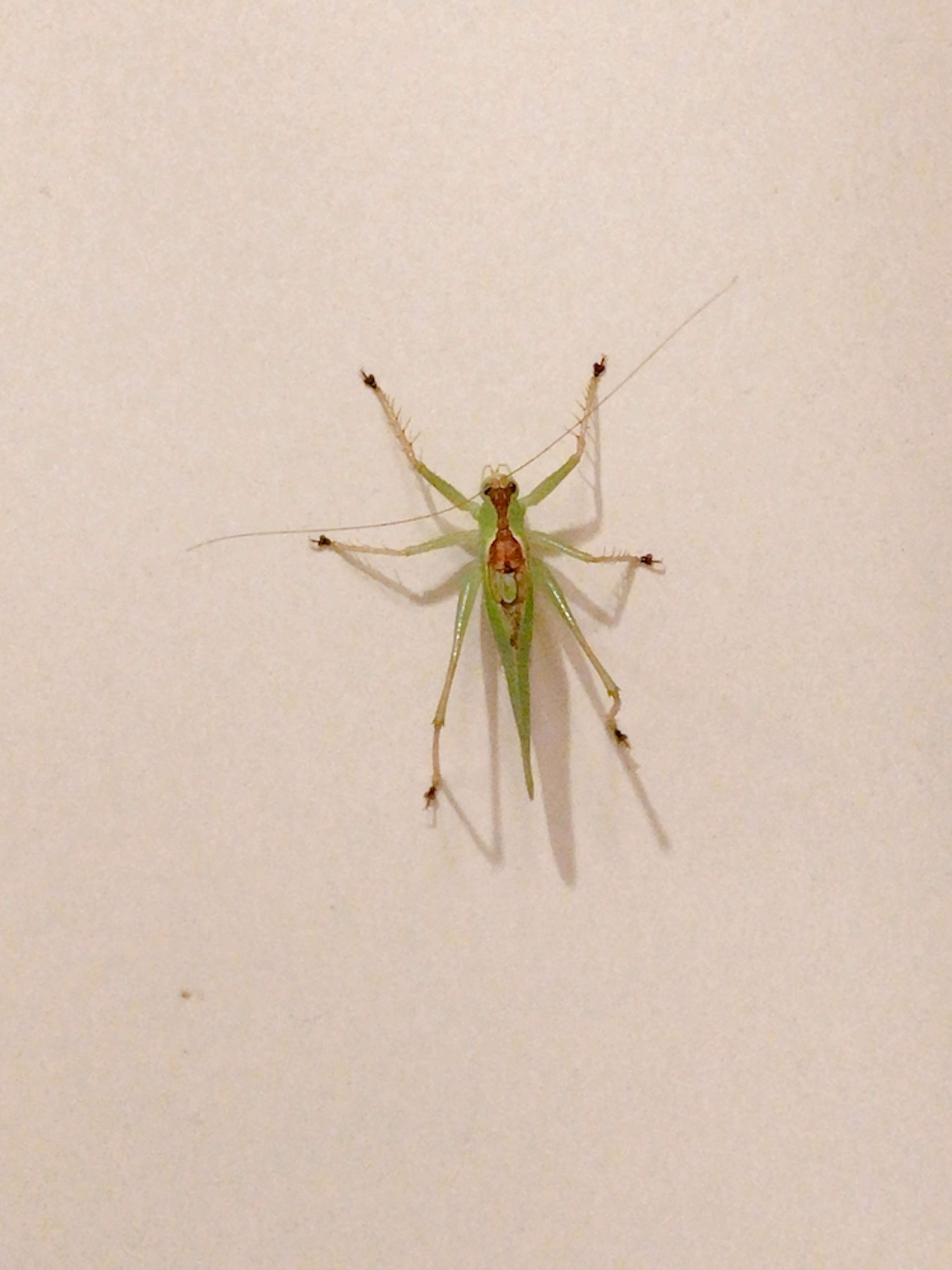 Un insecte vert avec de longues pattes et antennes sur un fond blanc