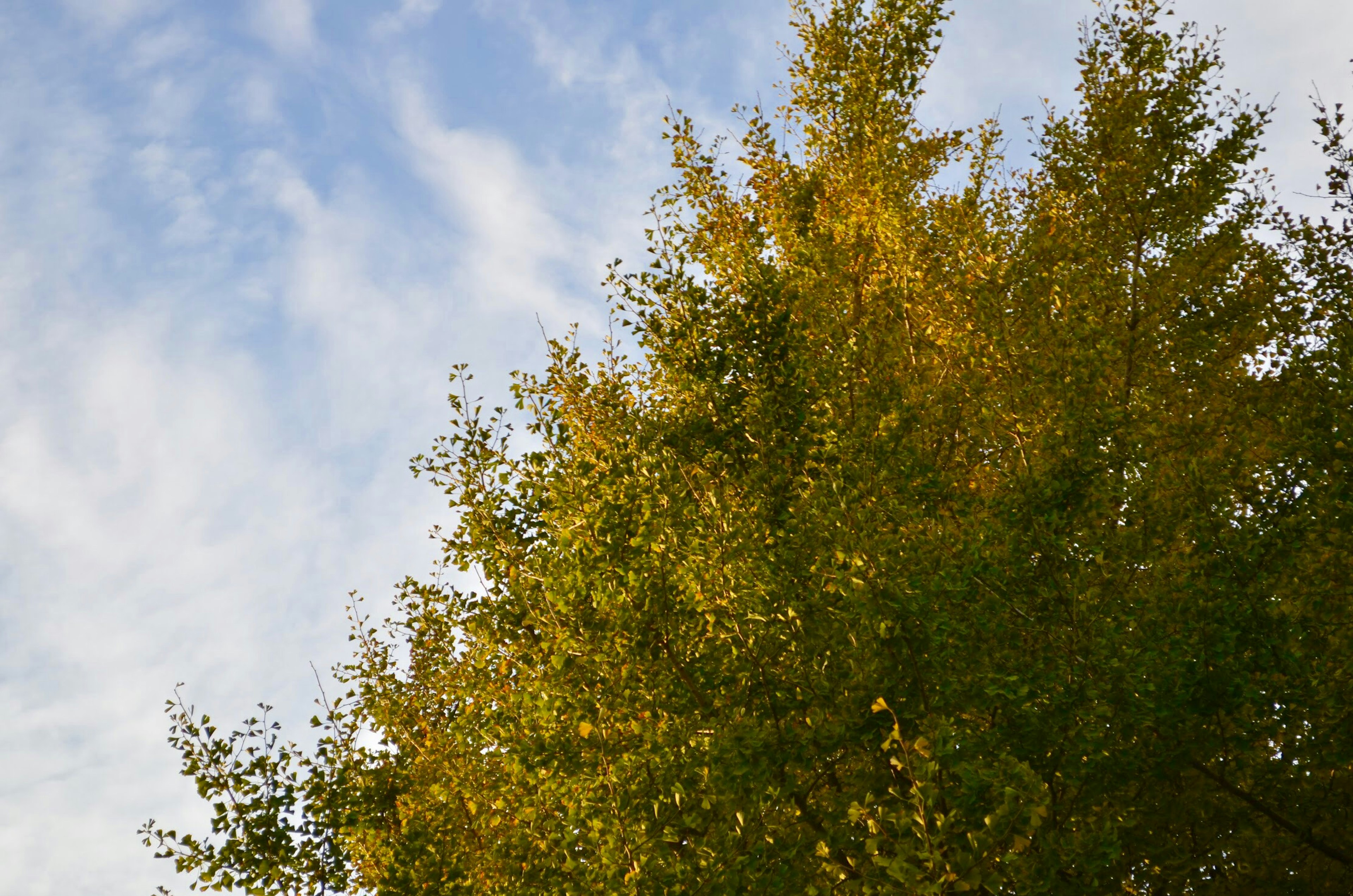 Upper part of a tree with yellow leaves against a blue sky