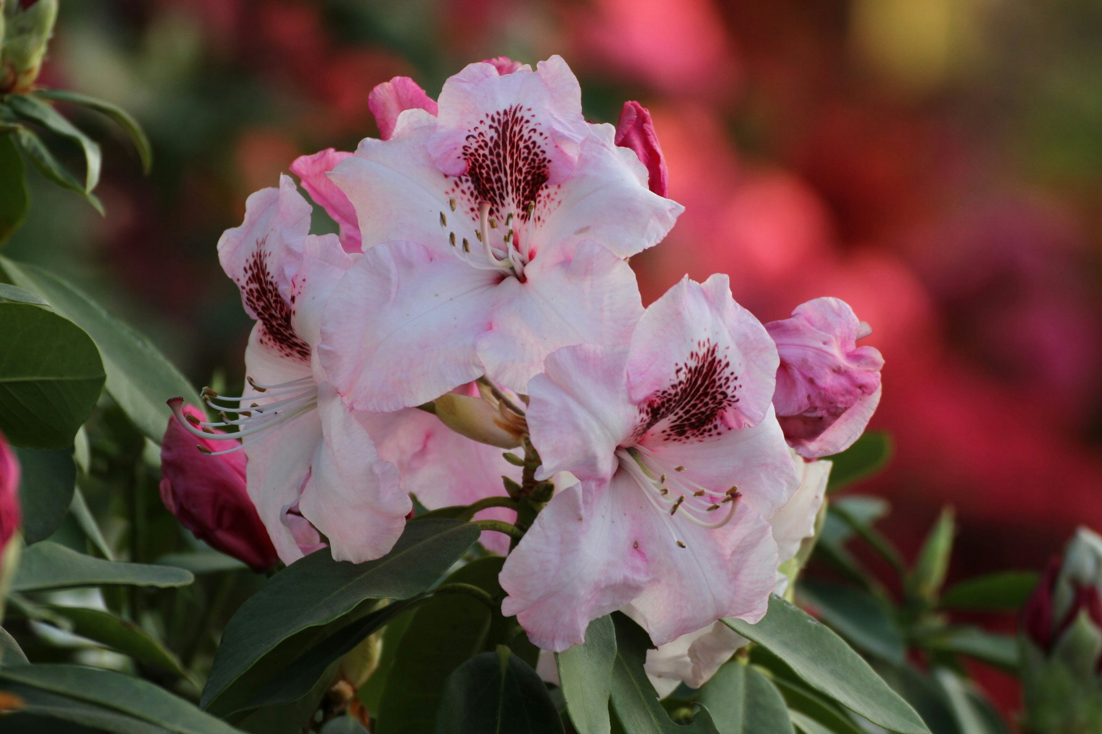 Rhododendron dengan bunga merah muda pucat dan daun hijau