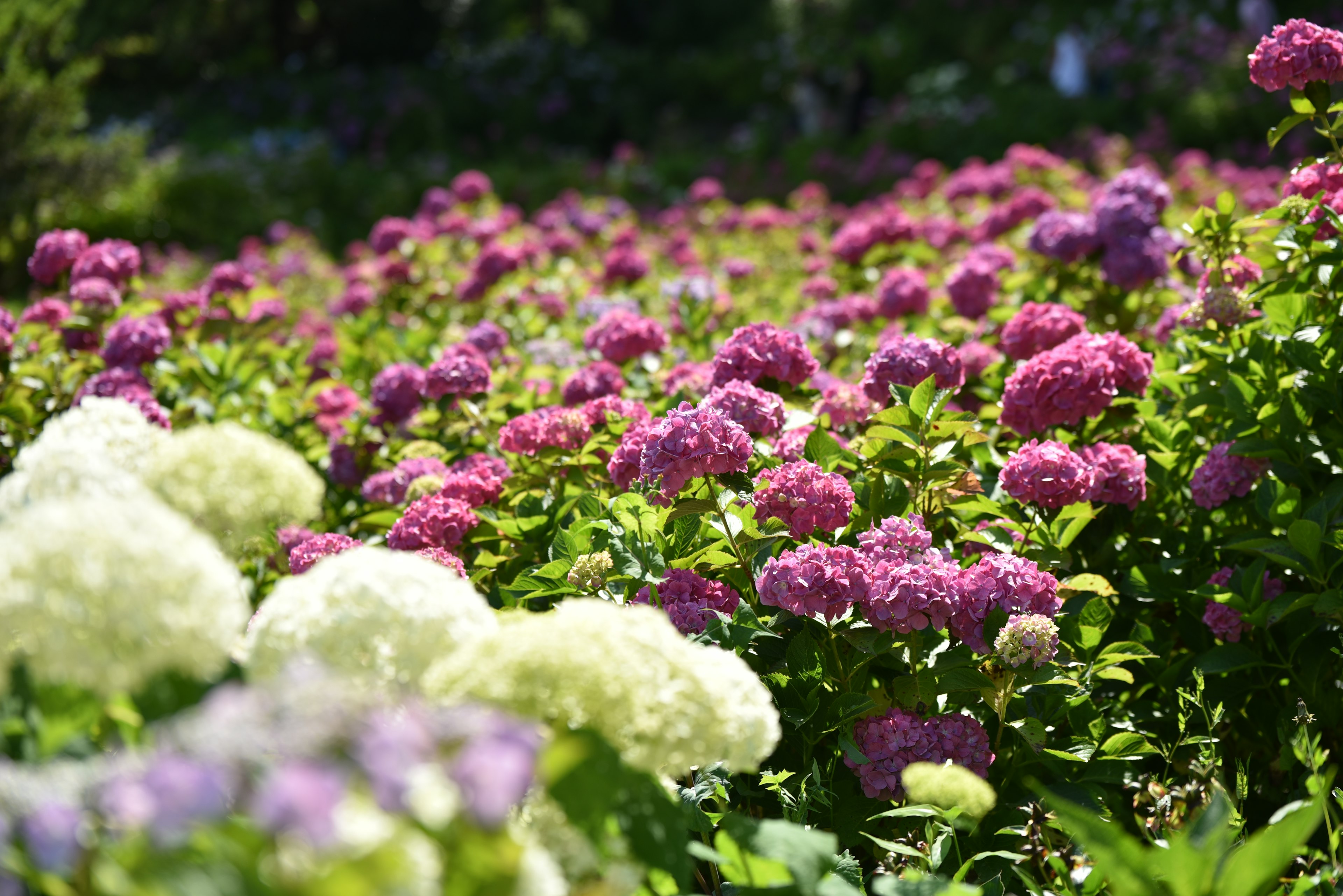 Hortensia berwarna-warni dalam nuansa ungu dan putih mekar di taman