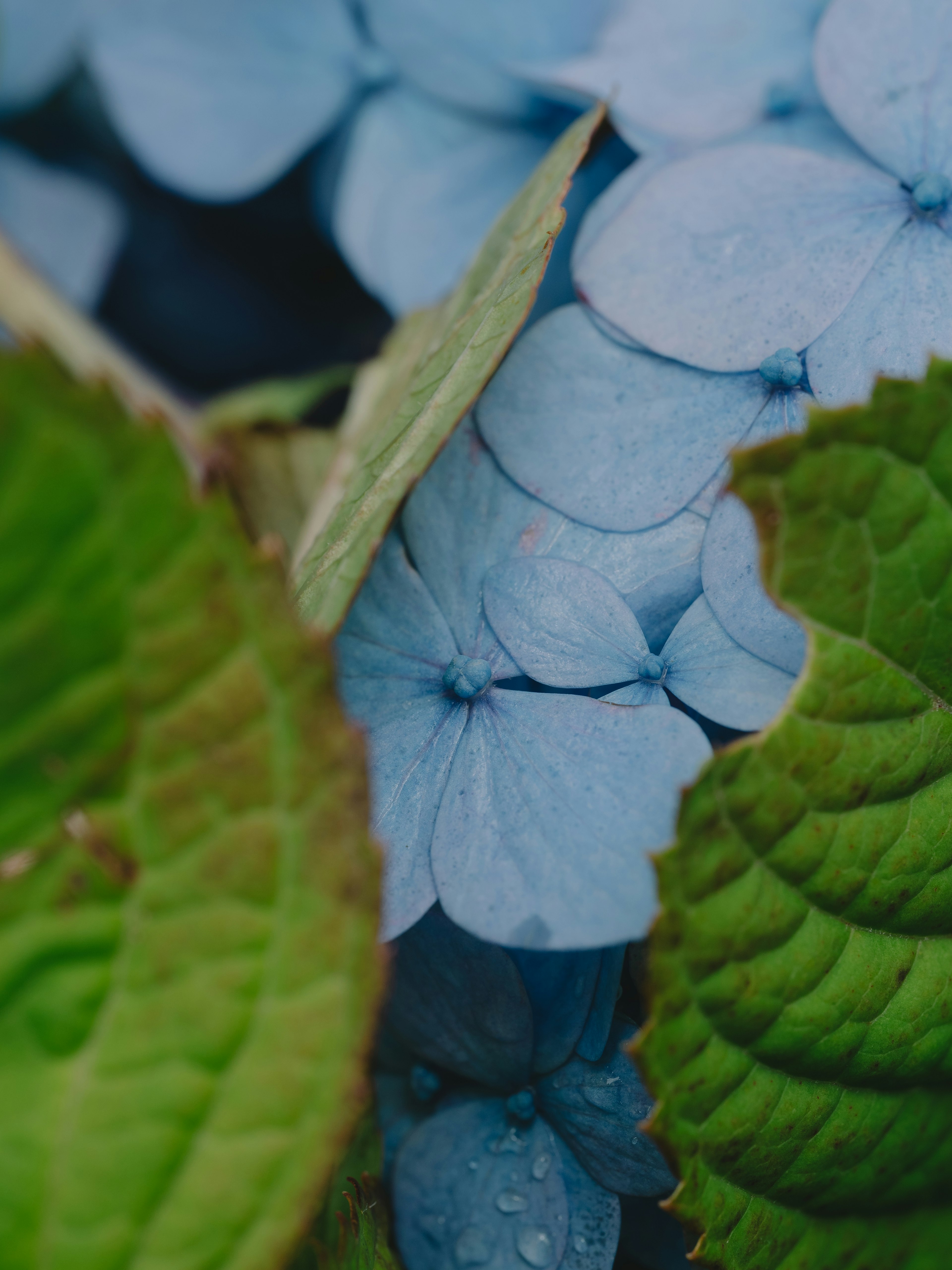 Nahaufnahme von blauen Hortensienblüten, die mit grünen Blättern durchzogen sind