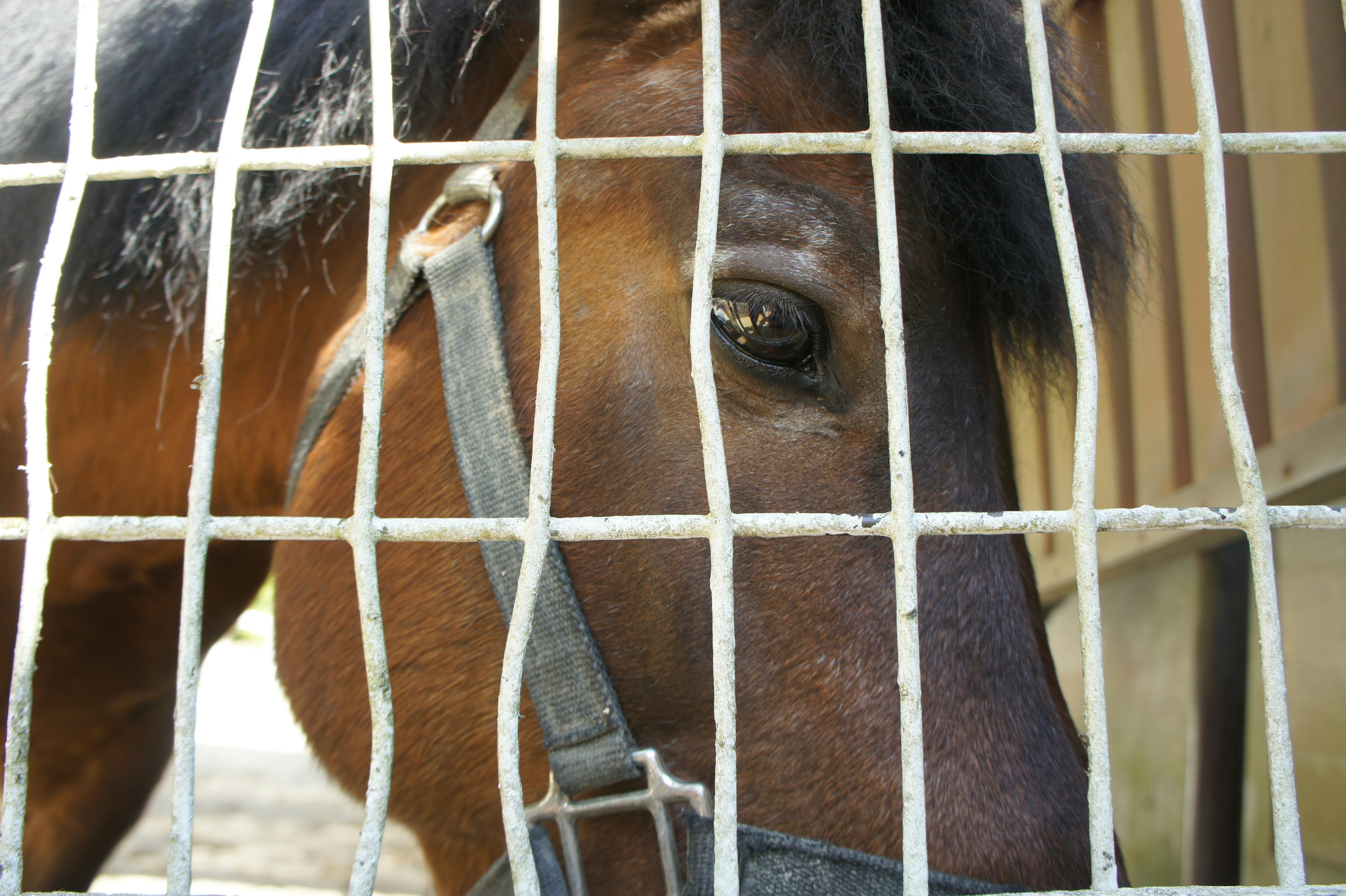 Un caballo mirando a través de una cerca