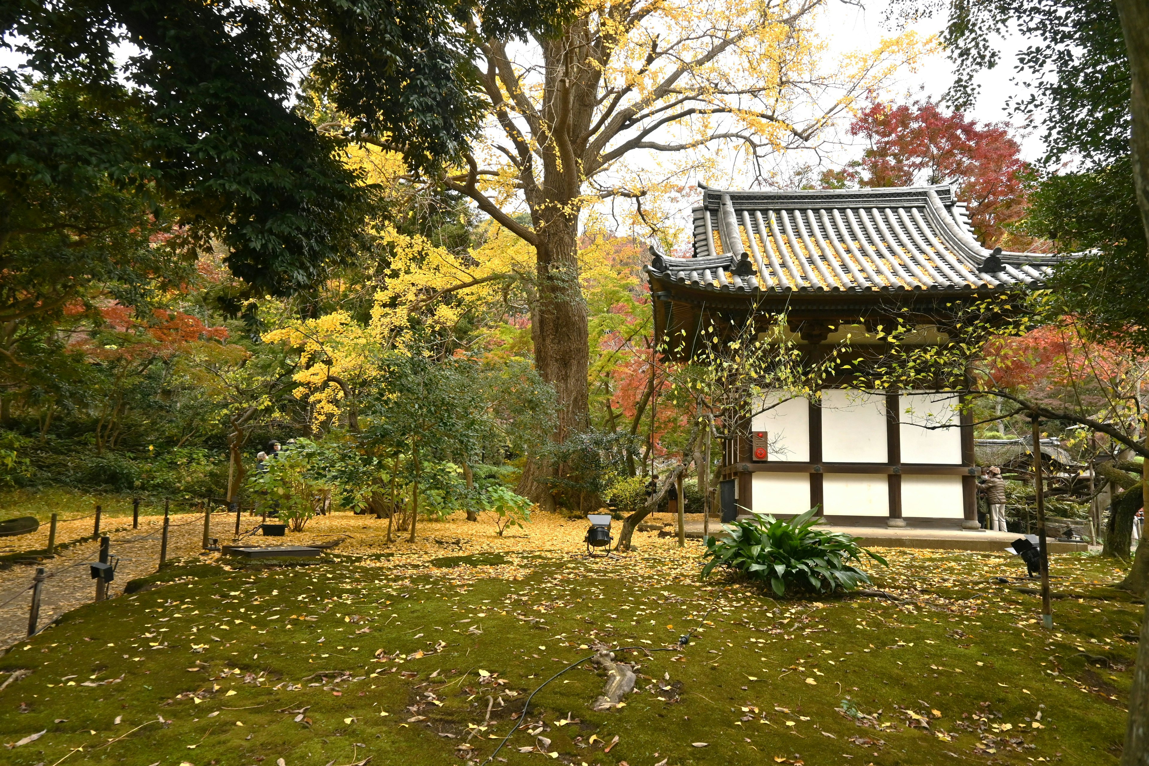 Scena di giardino giapponese con colori autunnali che presenta un edificio tradizionale e grandi alberi