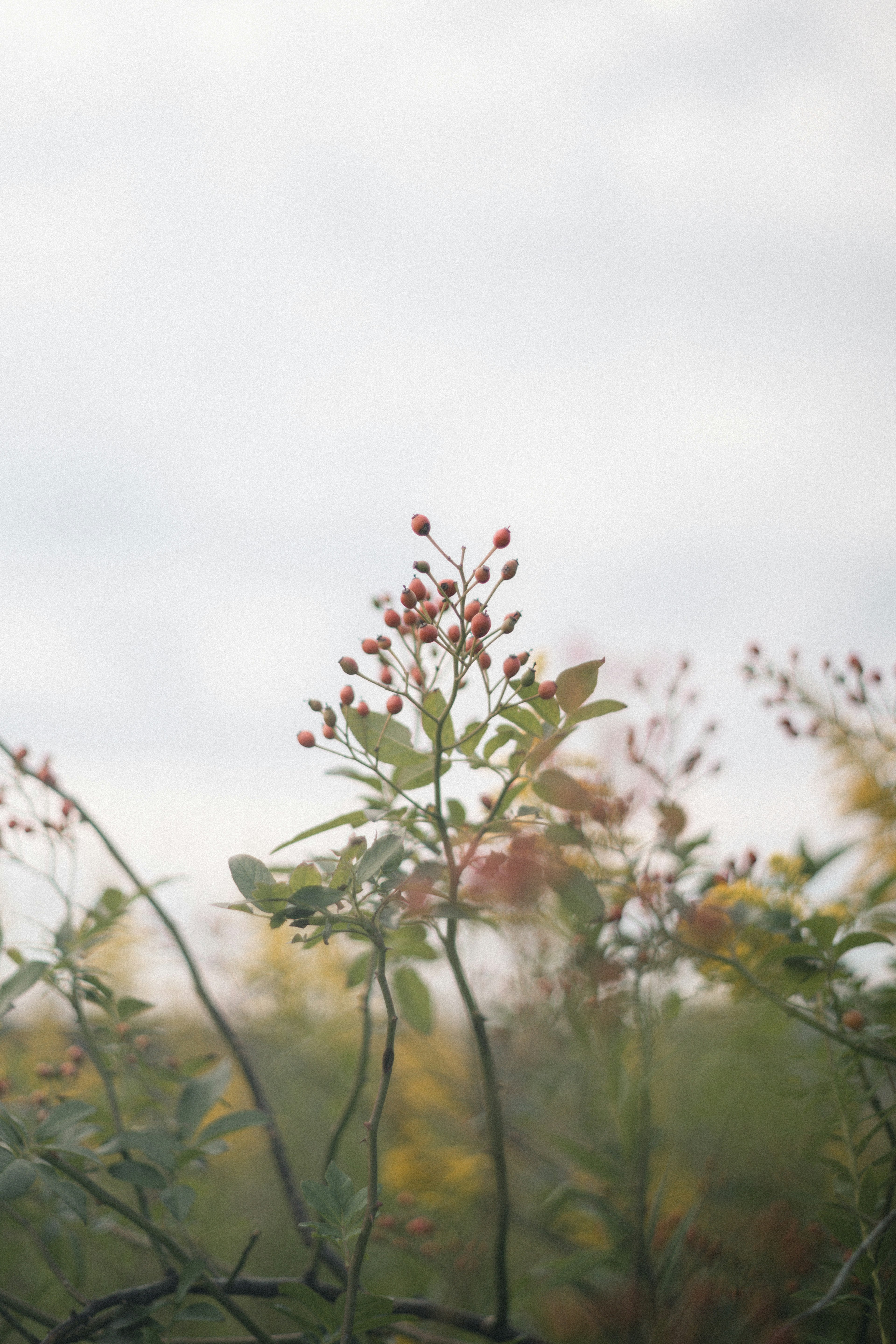 Close-up of a plant with red buds under a cloudy sky