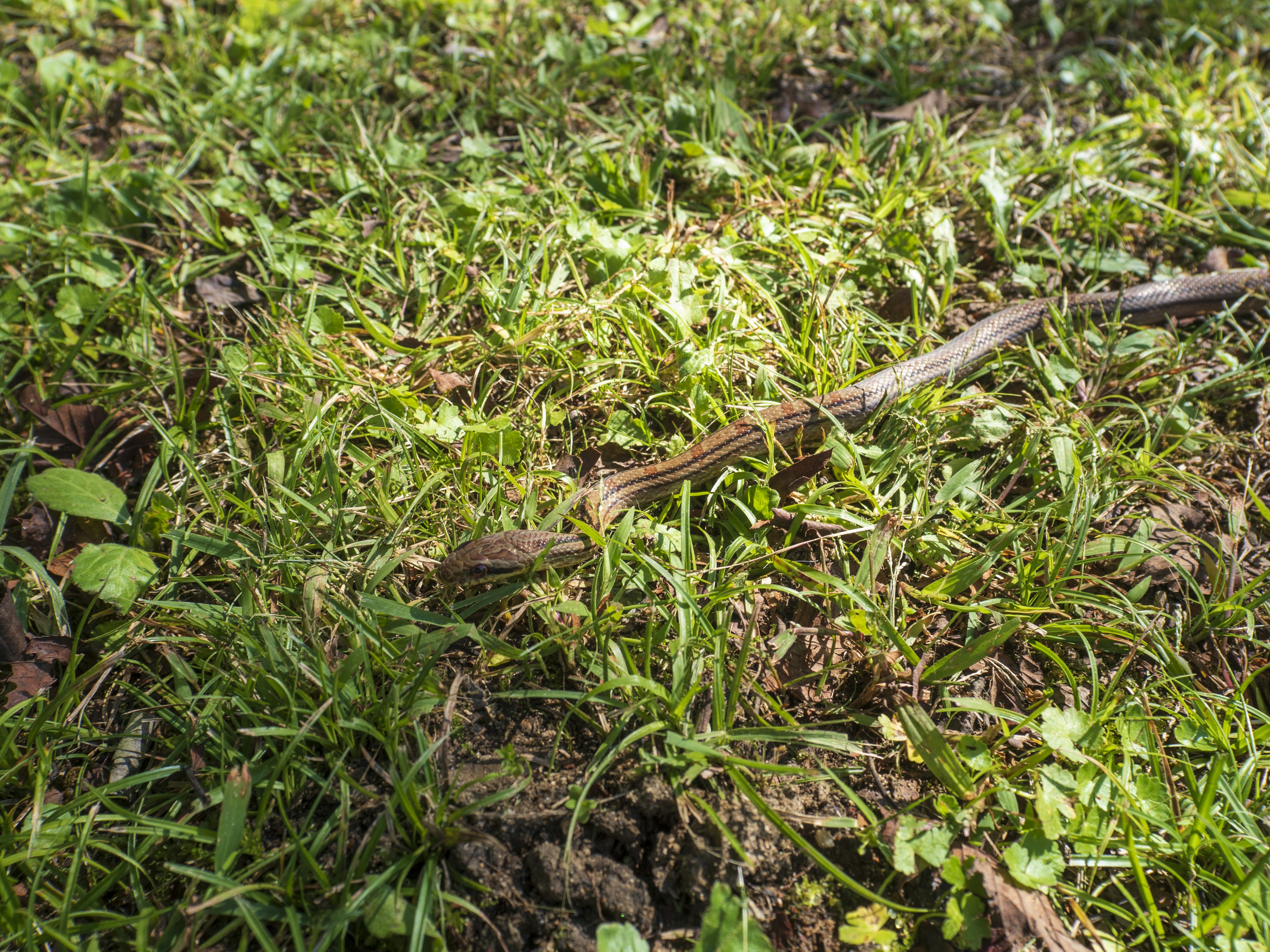 A slender snake slithering through green grass