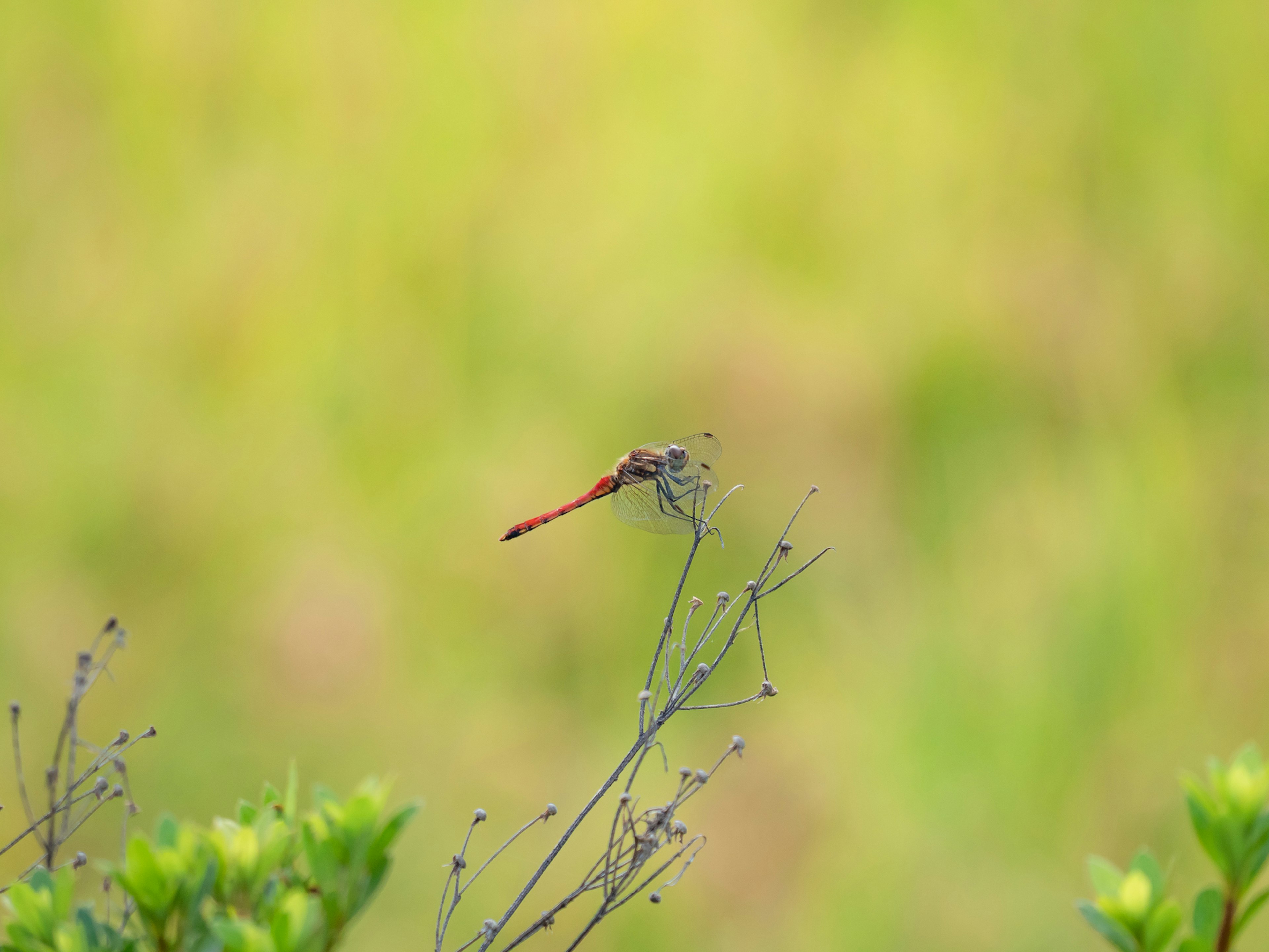 Red dragonfly perched on a twig with a blurred green background