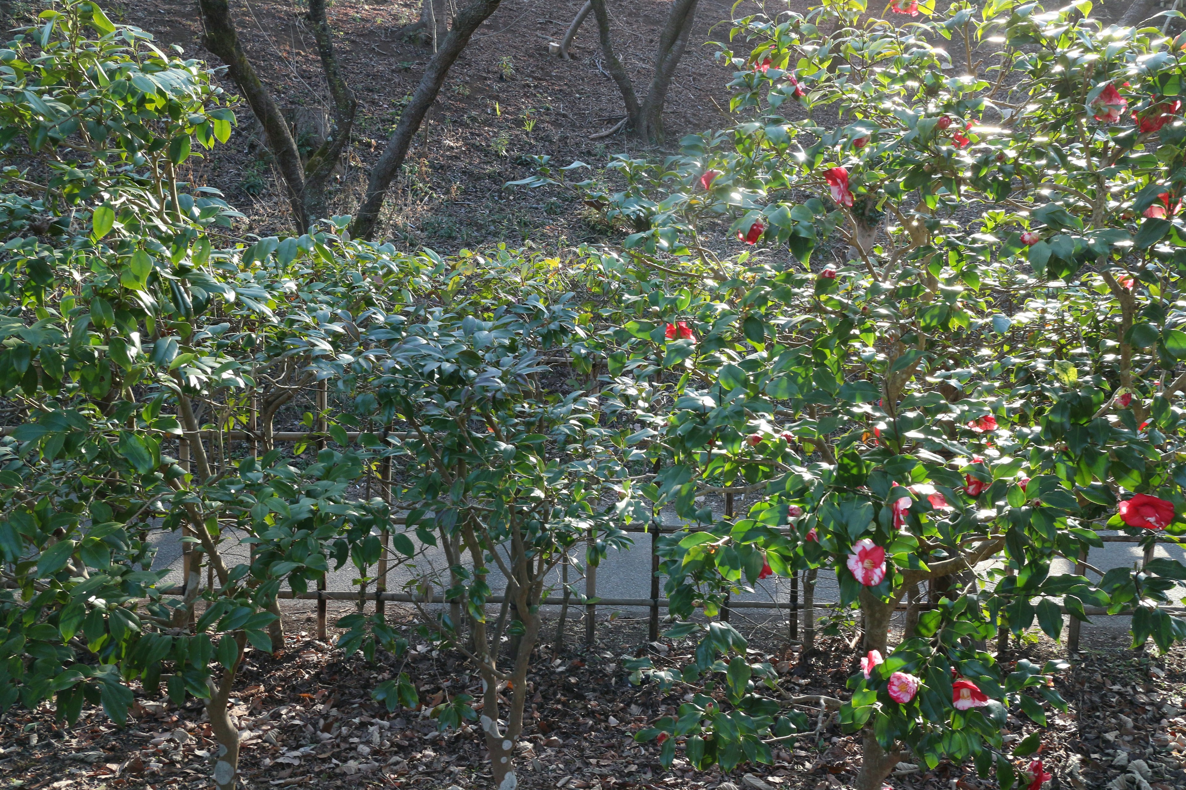 Una vista serena de arbustos bajos con hojas verdes y flores en flor