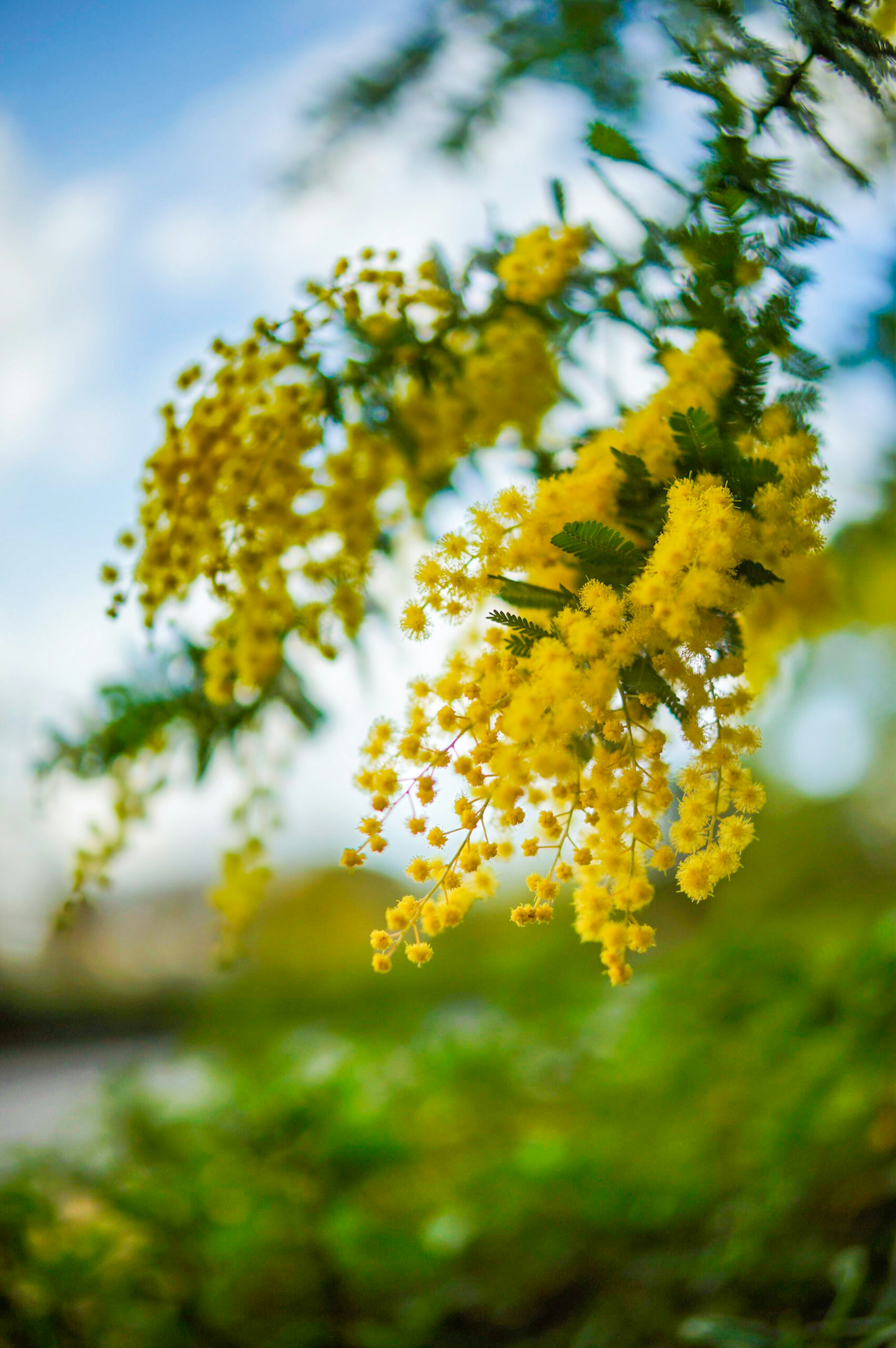 Gelbe Mimosenblüten blühen unter einem blauen Himmel