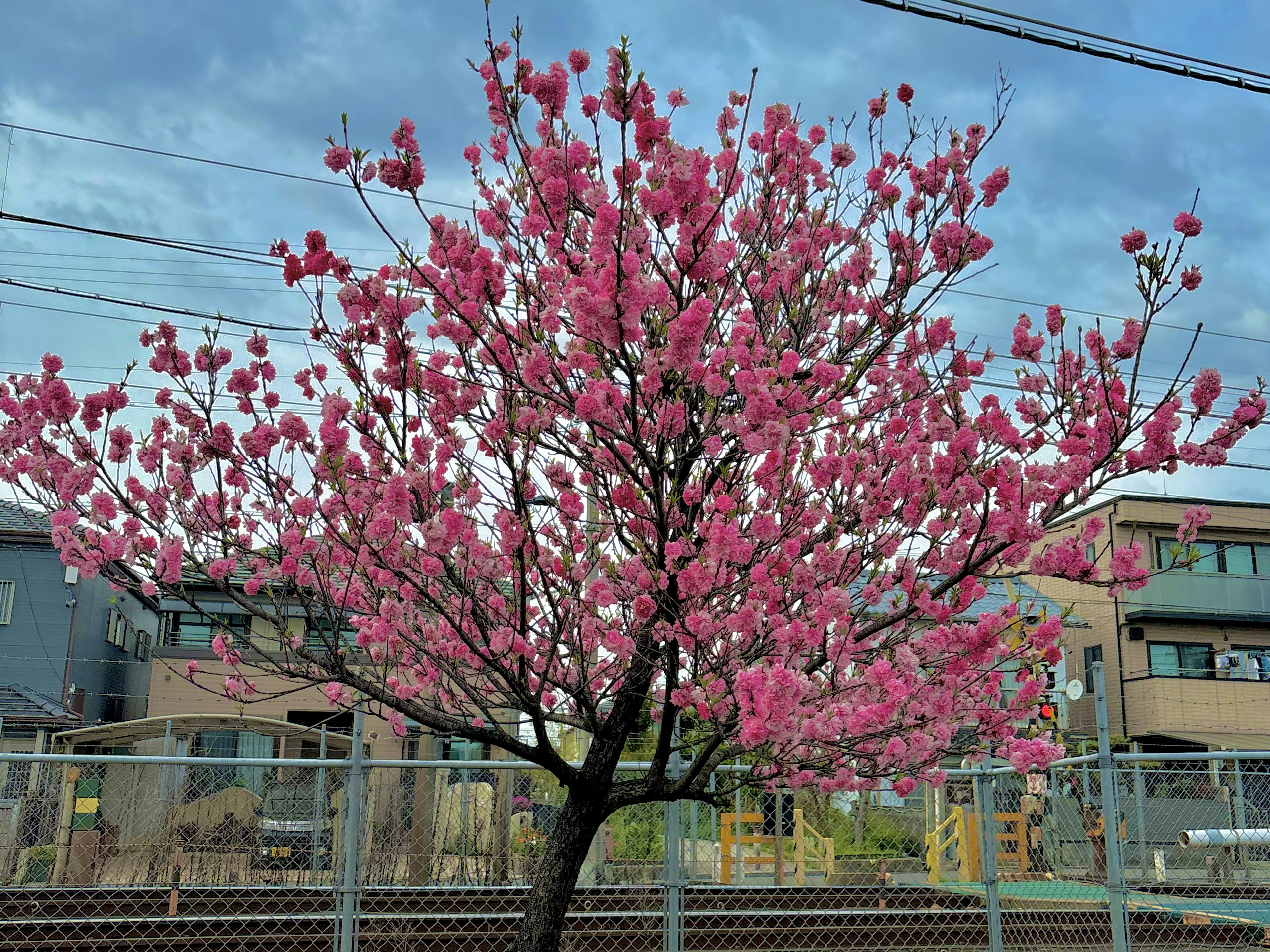 Pohon sakura yang mekar dengan bunga merah muda di latar belakang langit biru