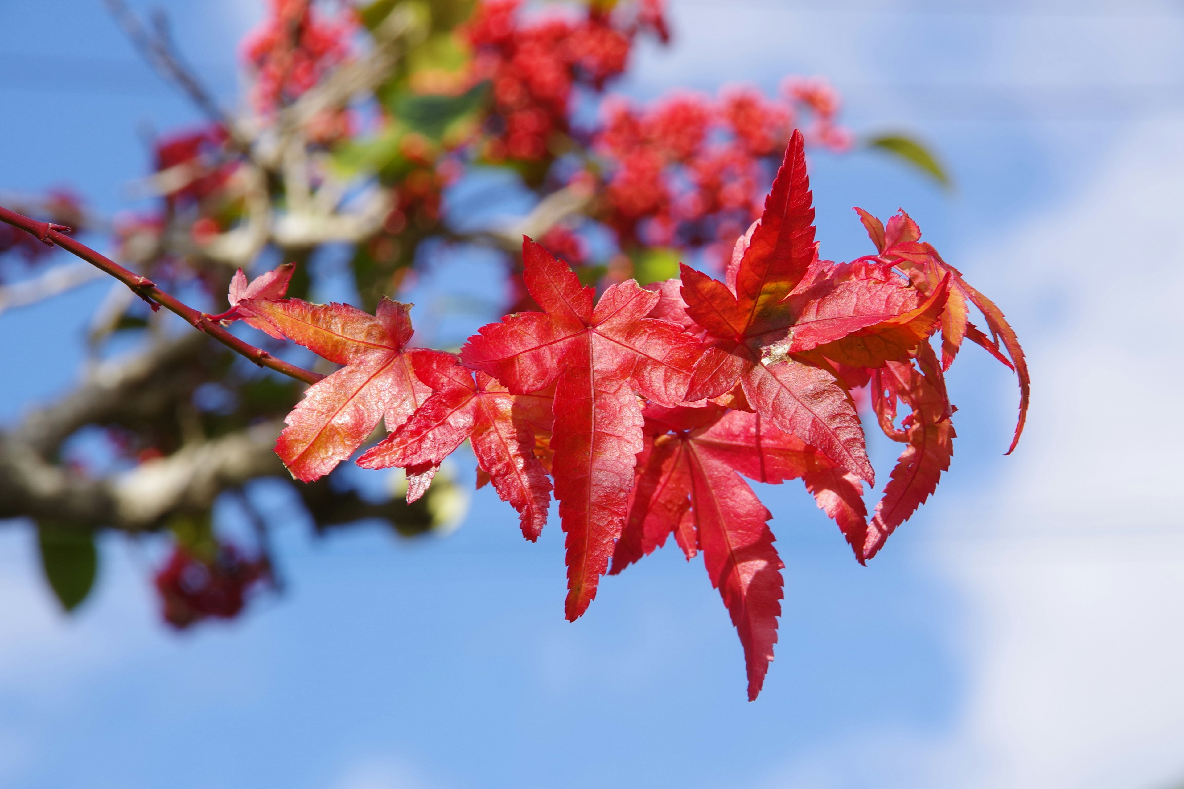 Une branche avec des feuilles rouges vives sous un ciel bleu