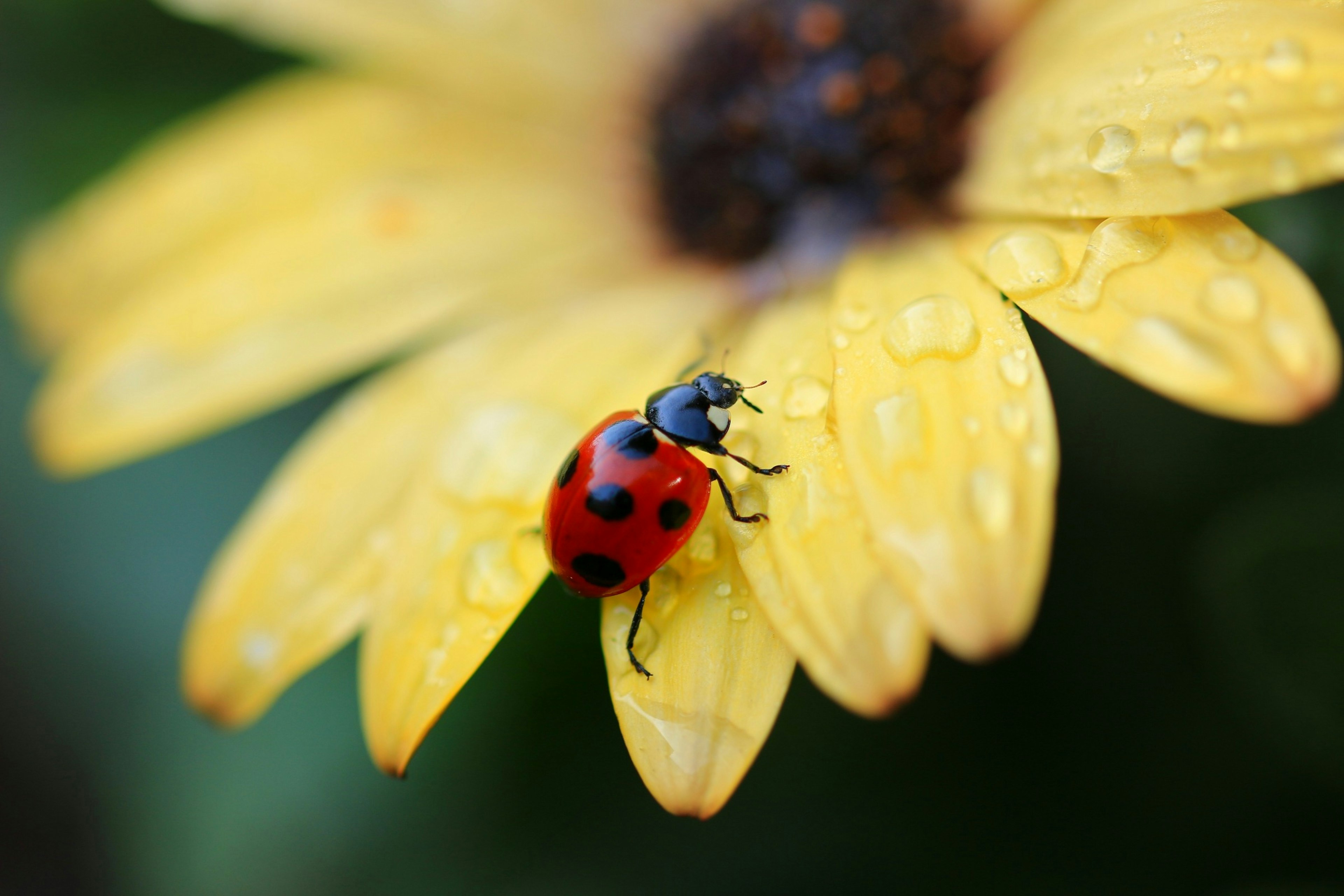 Mariquita roja sobre un pétalo de flor amarilla con gotas de agua