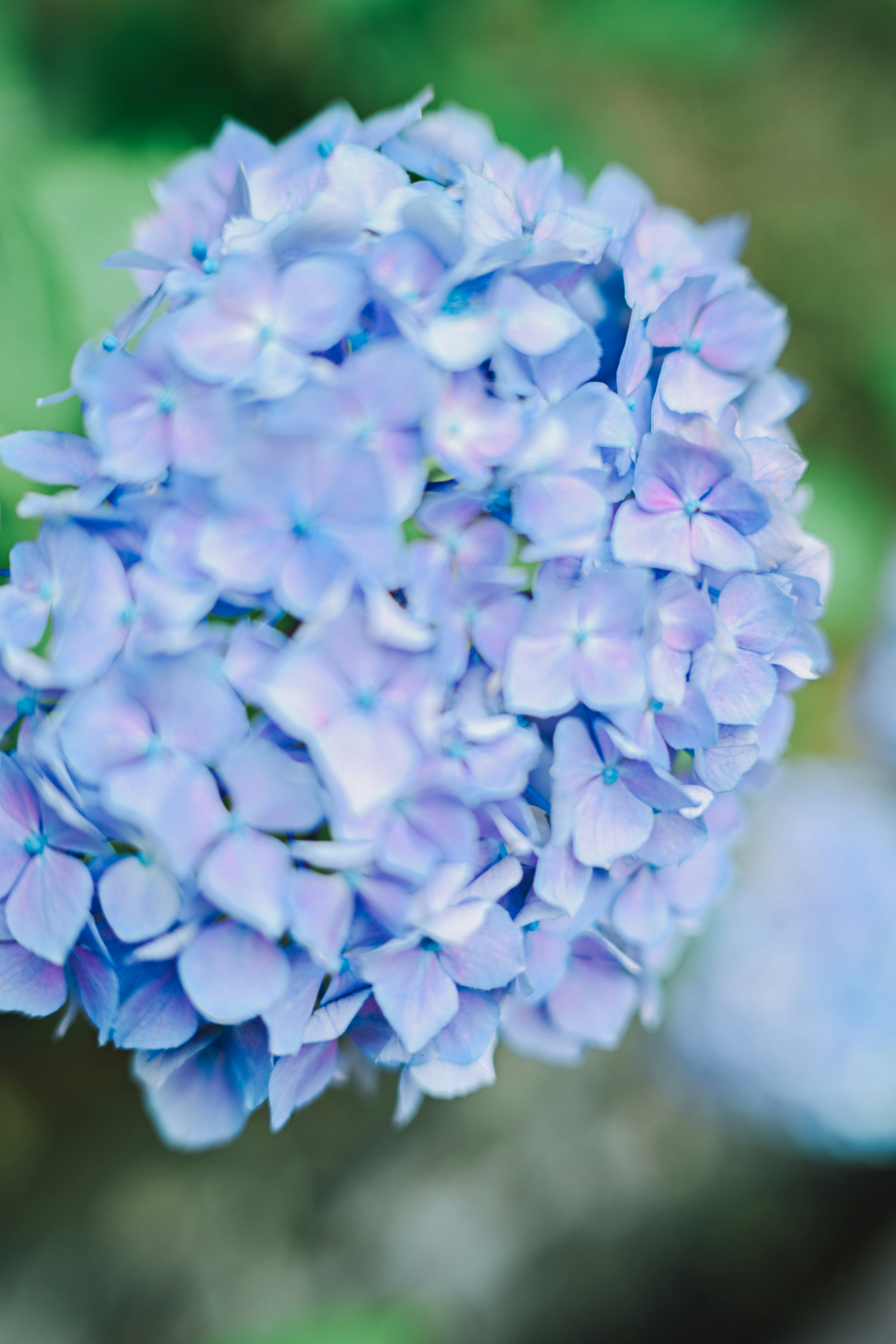 Un abundante grupo de flores de hortensia azul en flor