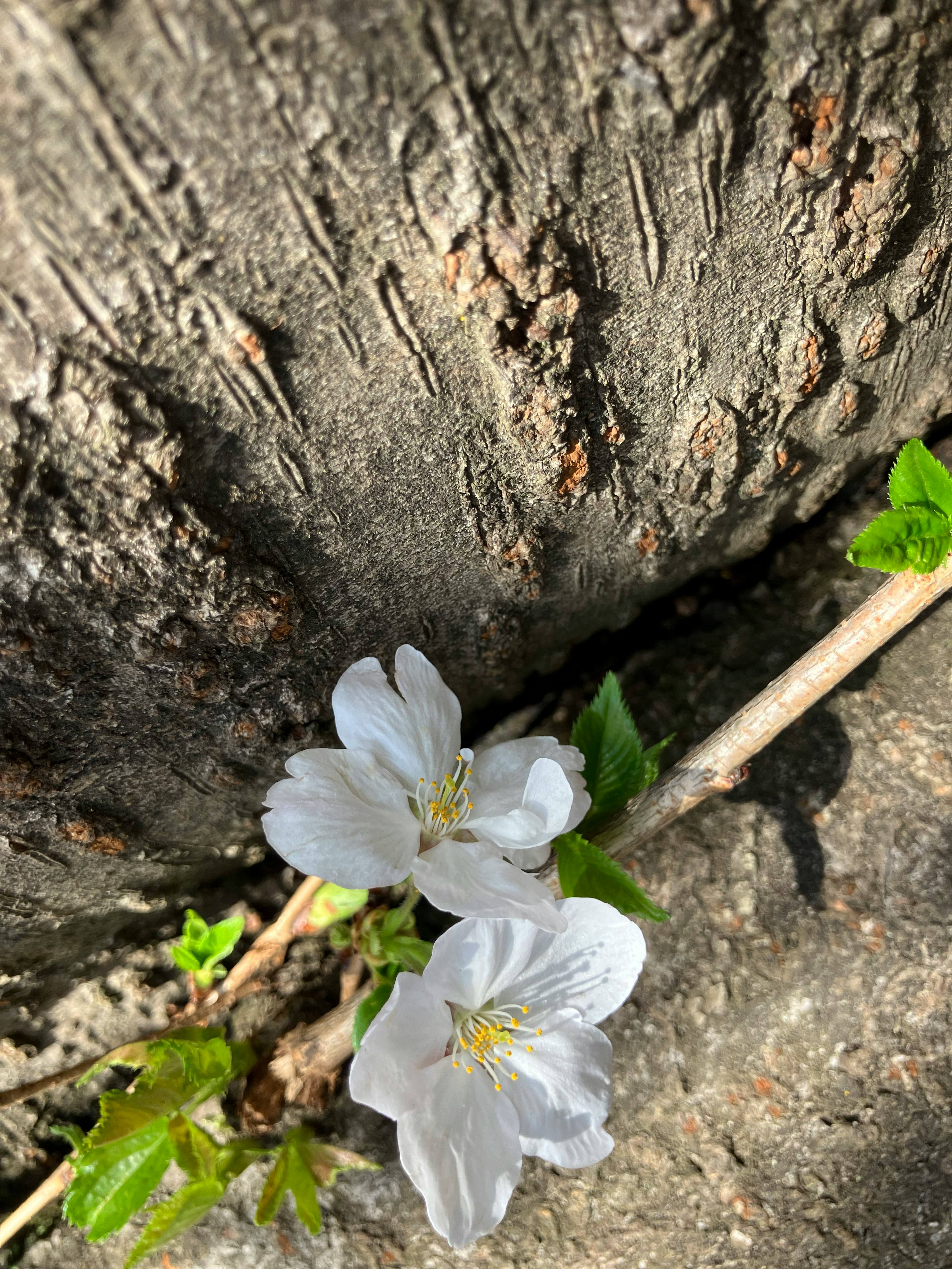 木の幹の近くに咲く白い花と若葉