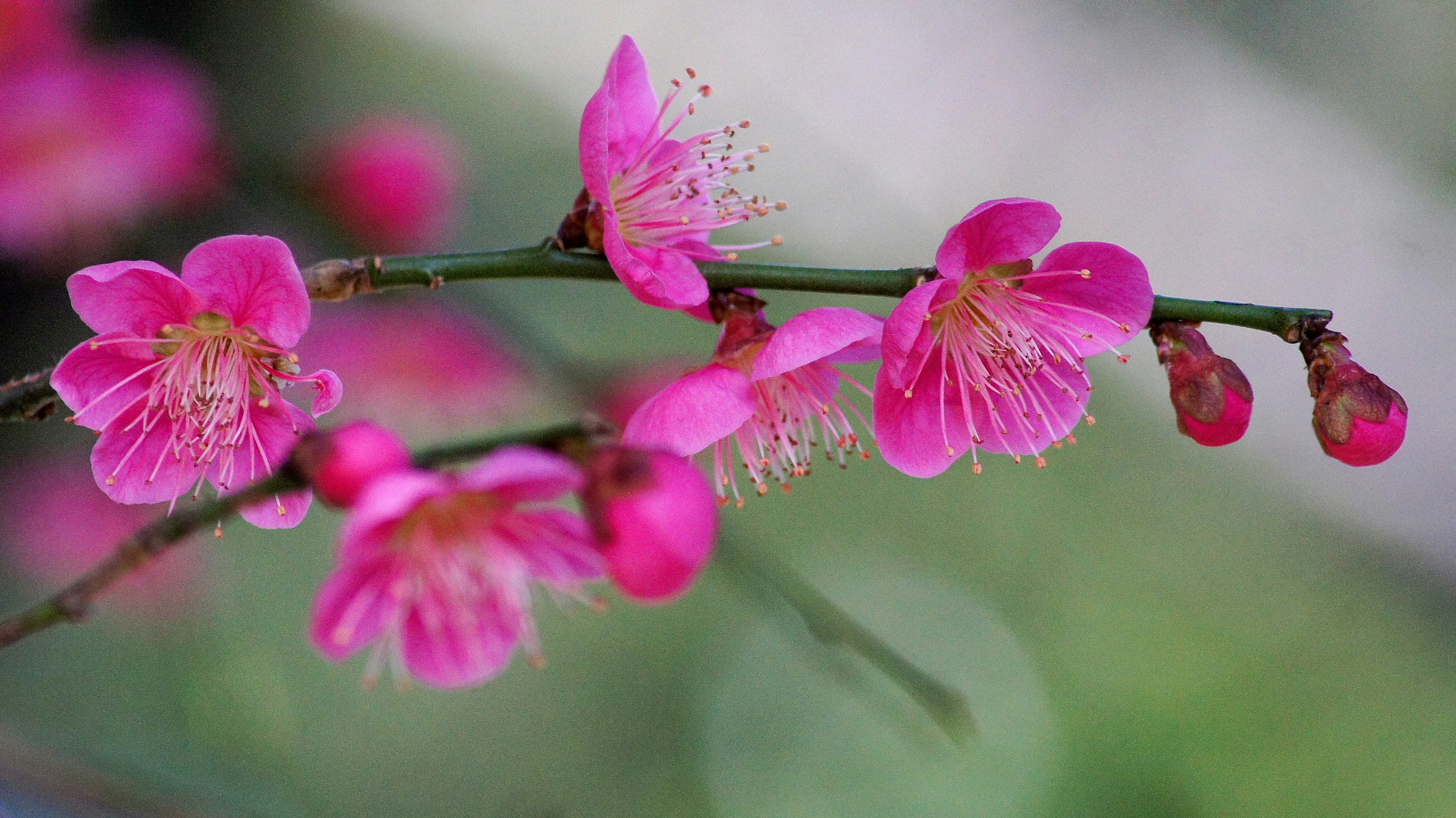 Nahaufnahme eines Zweigs mit lebhaften rosa Blüten