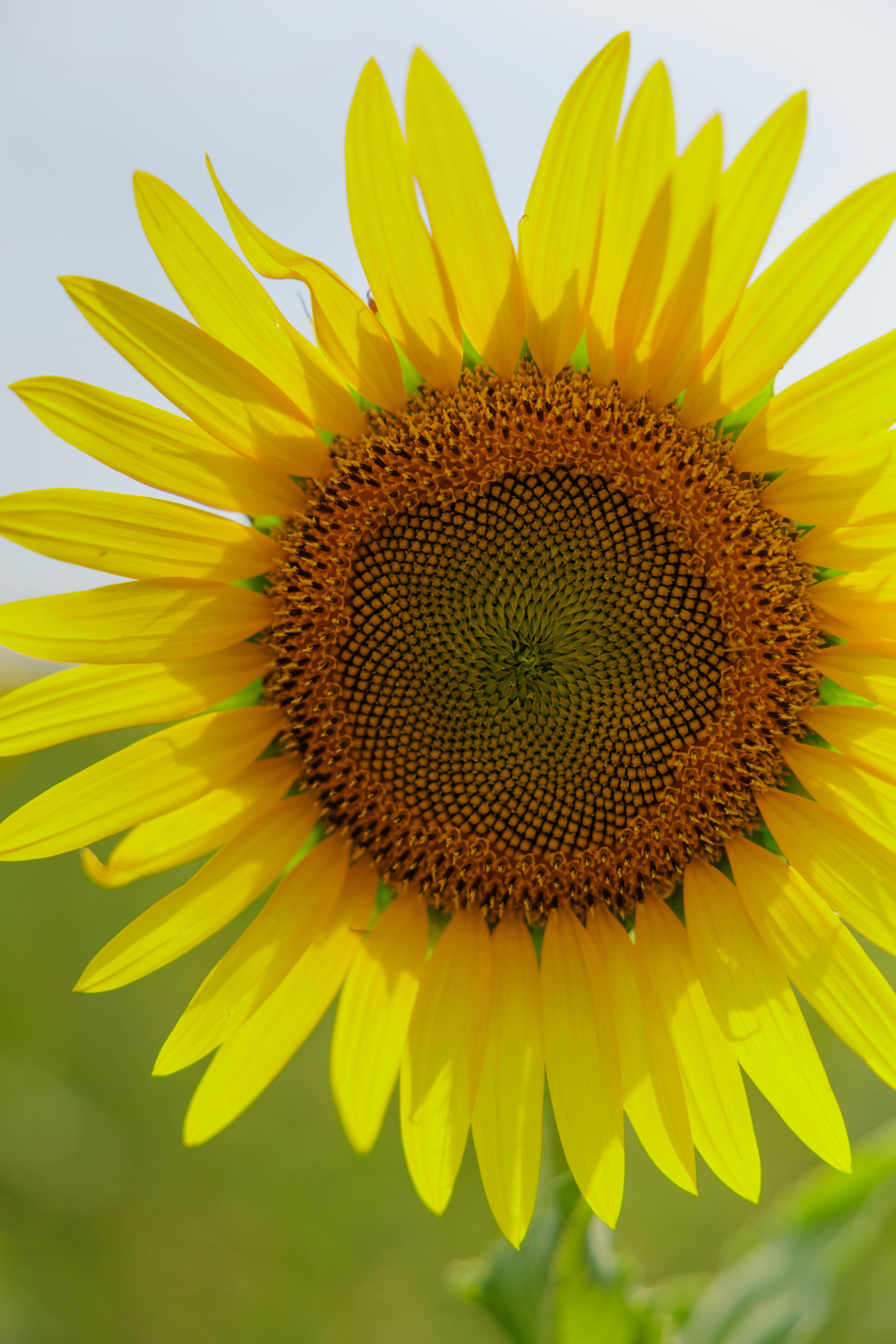 Primo piano di un girasole vibrante con petali gialli brillanti e un centro di semi texturizzato