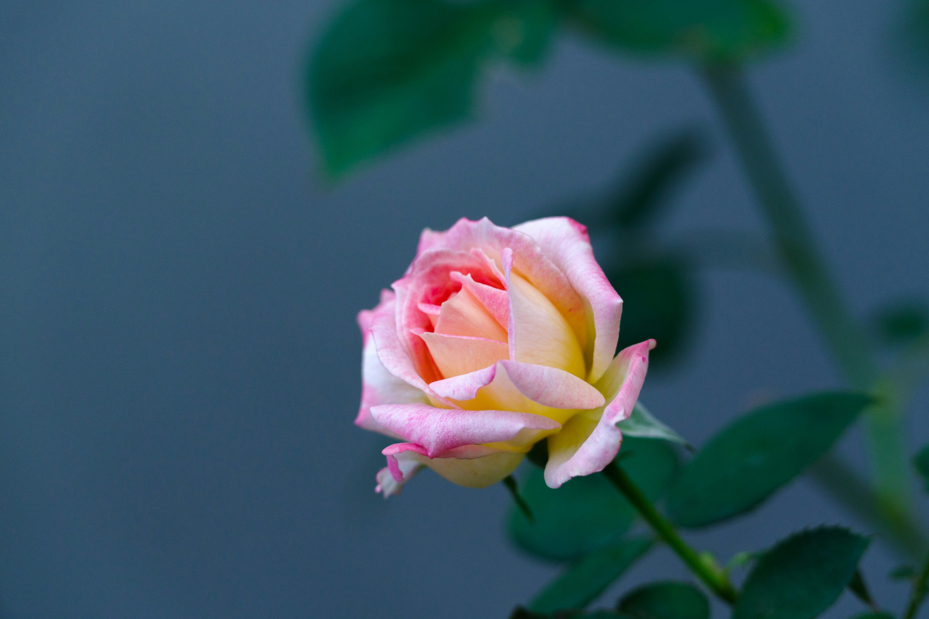 A delicate pink and yellow rose flower blooming against a blue background