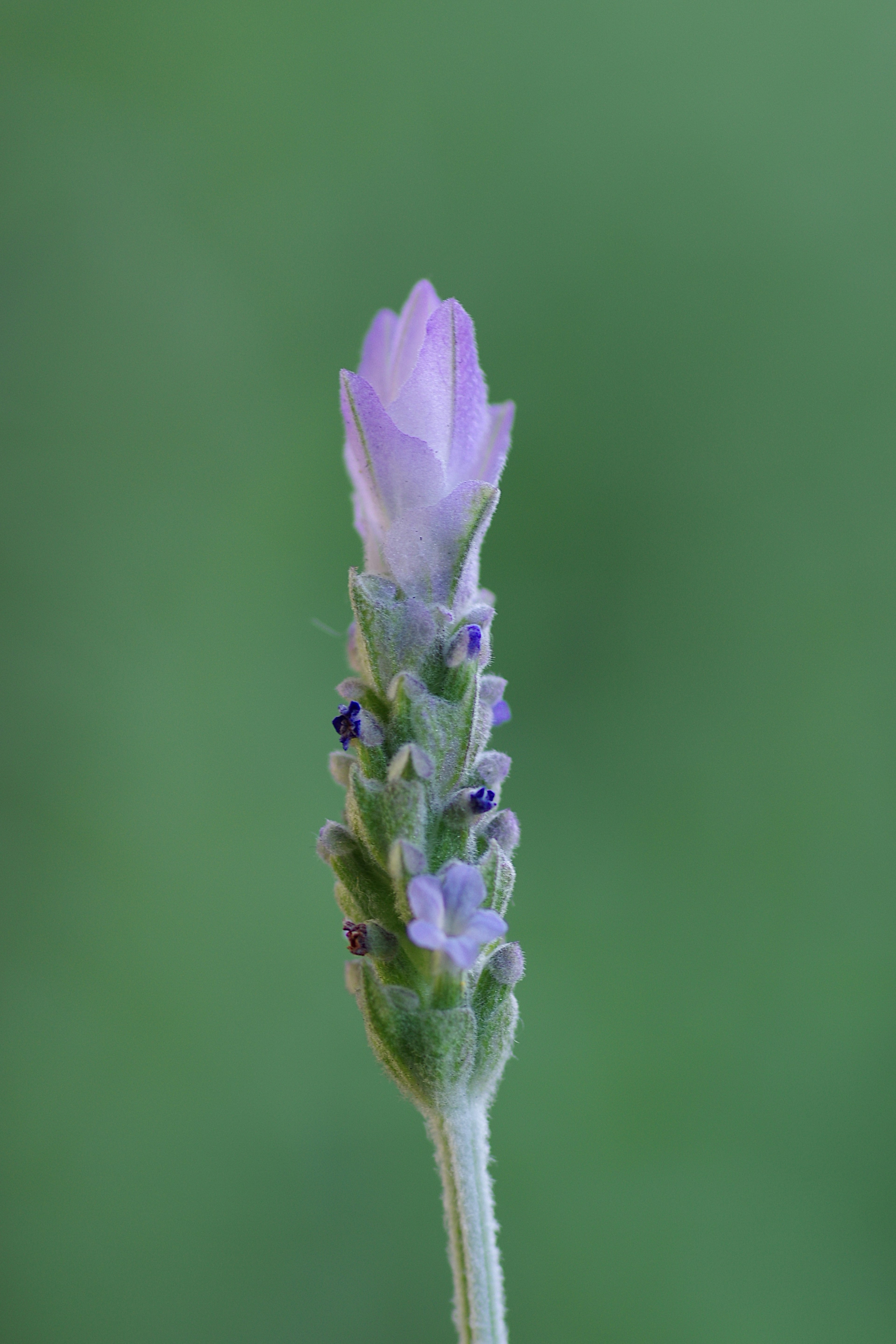 紫色の花を持つラベンダーの茎が緑の背景に立っている