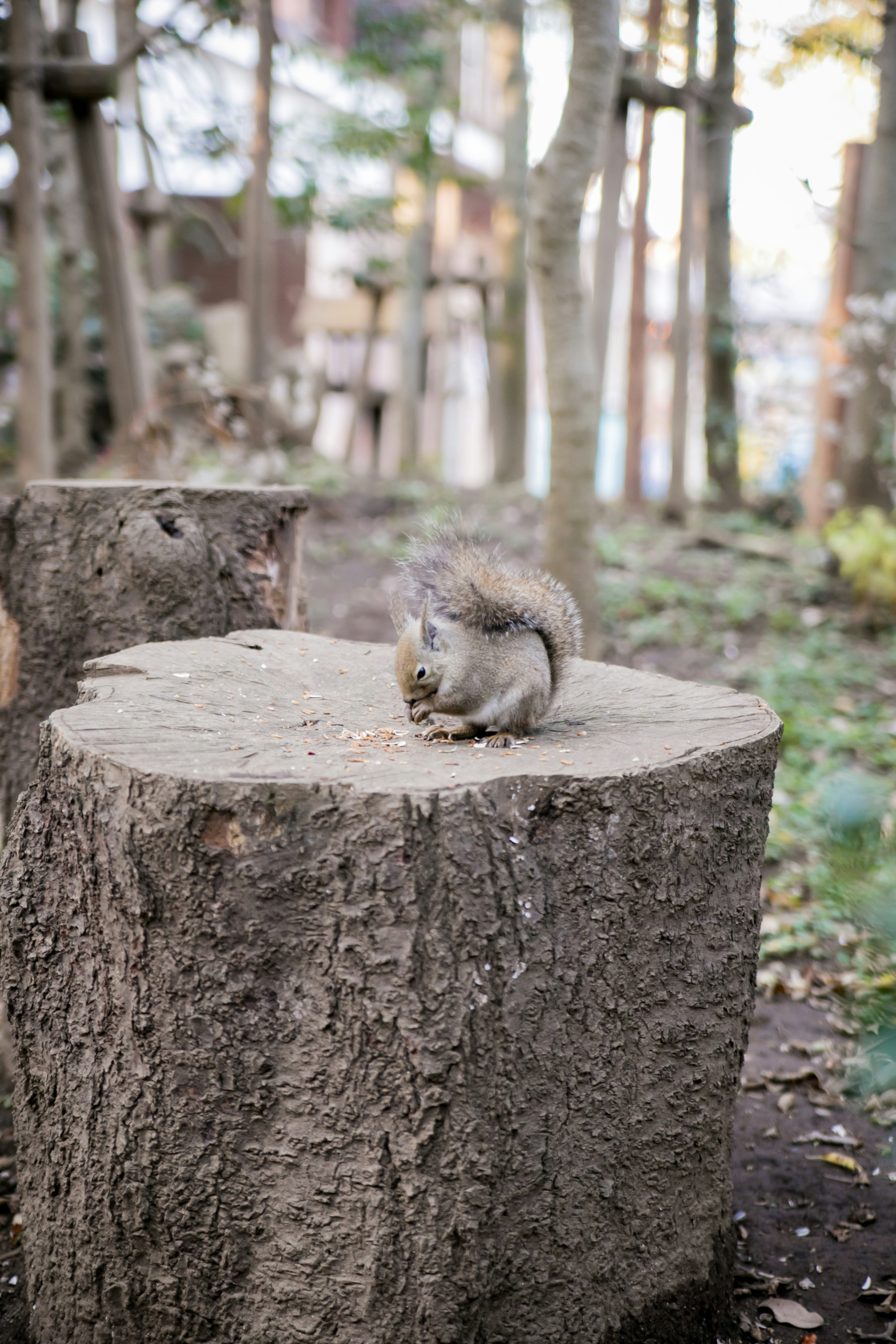 公園の切り株の上にいるリスの画像