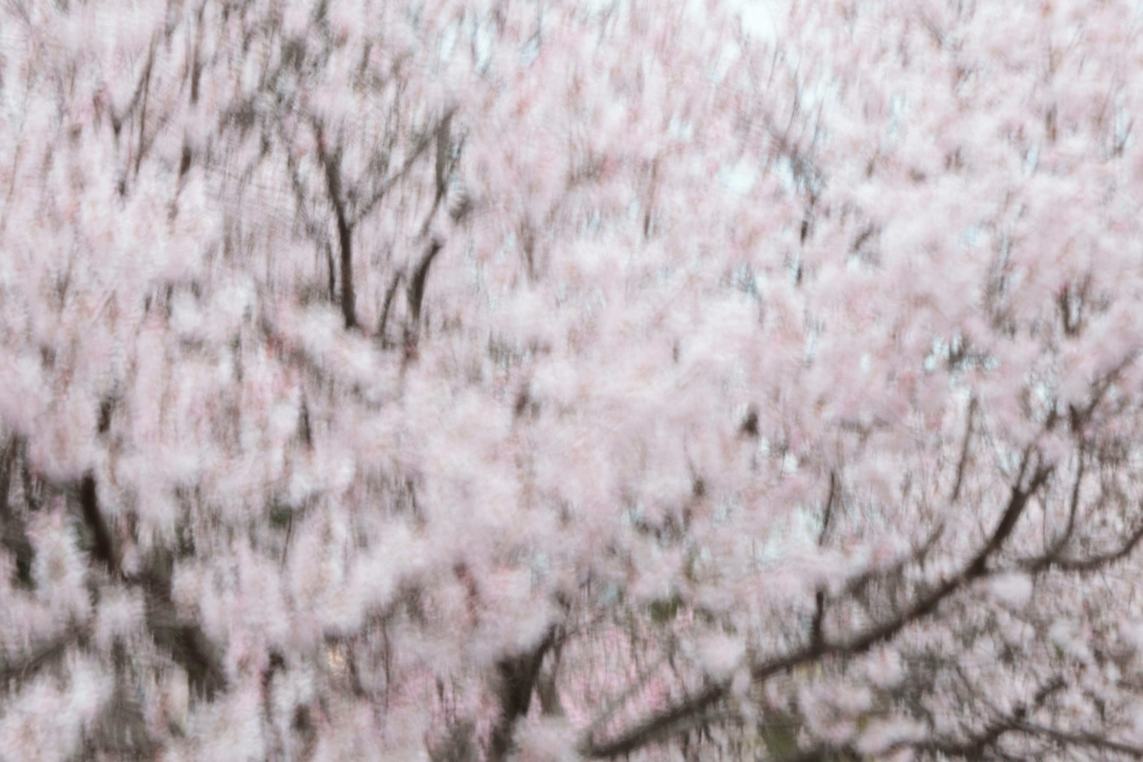 Blossoming cherry trees with pink flowers