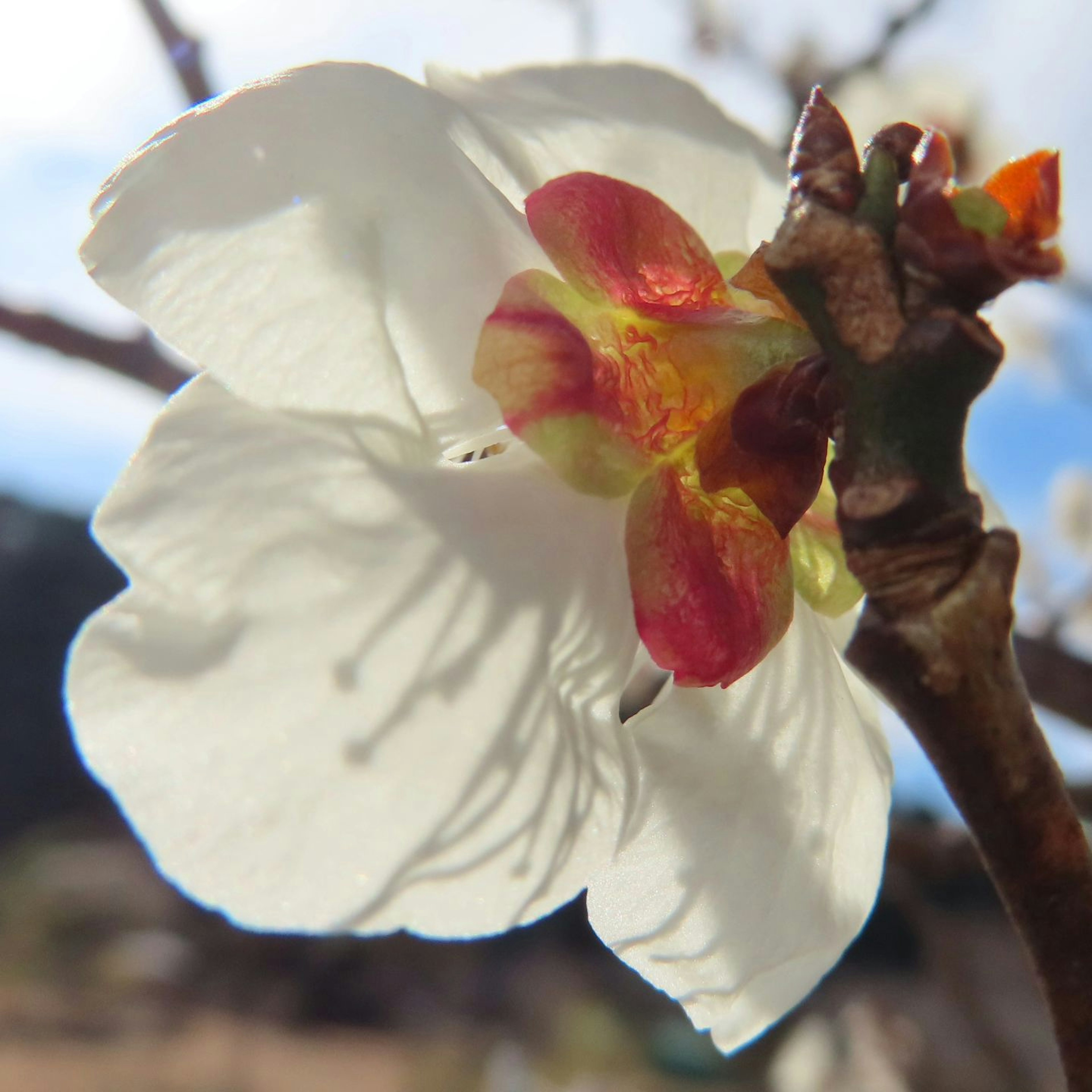 Nahaufnahme einer weißen Blume mit roten Mittelblättern