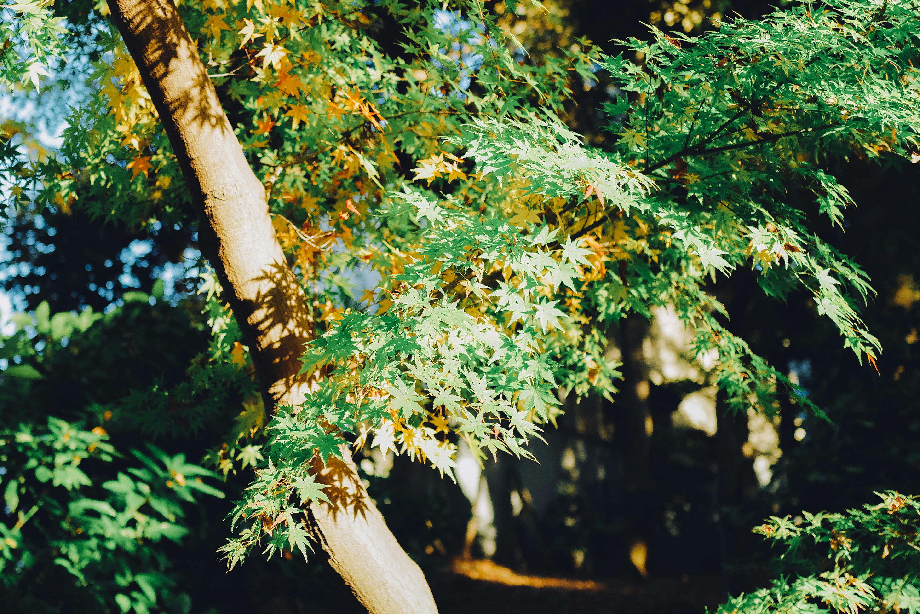 Close-up of a tree branch with green and yellow leaves