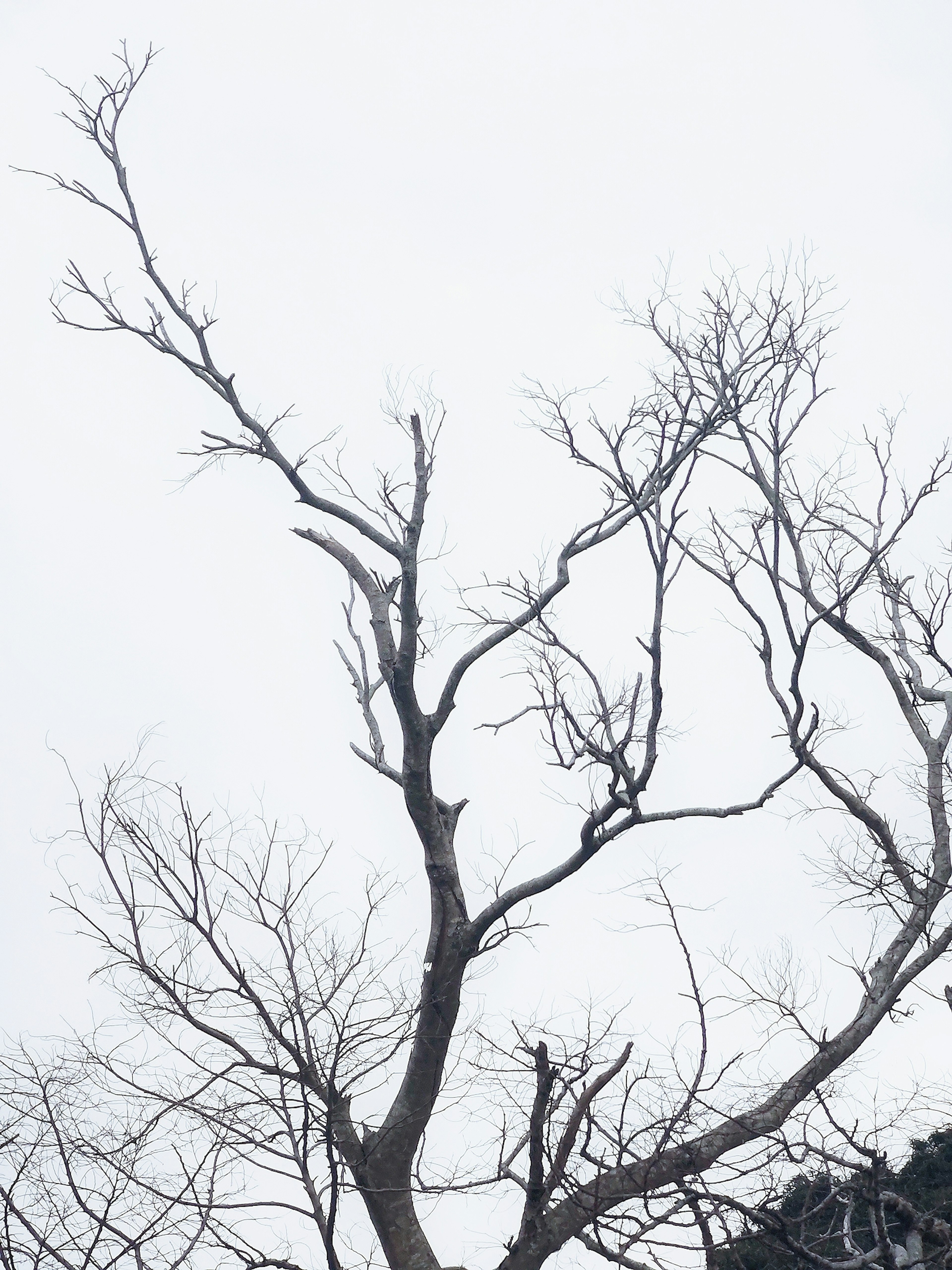 Ramas de árbol desnudas que se extienden hacia un cielo gris