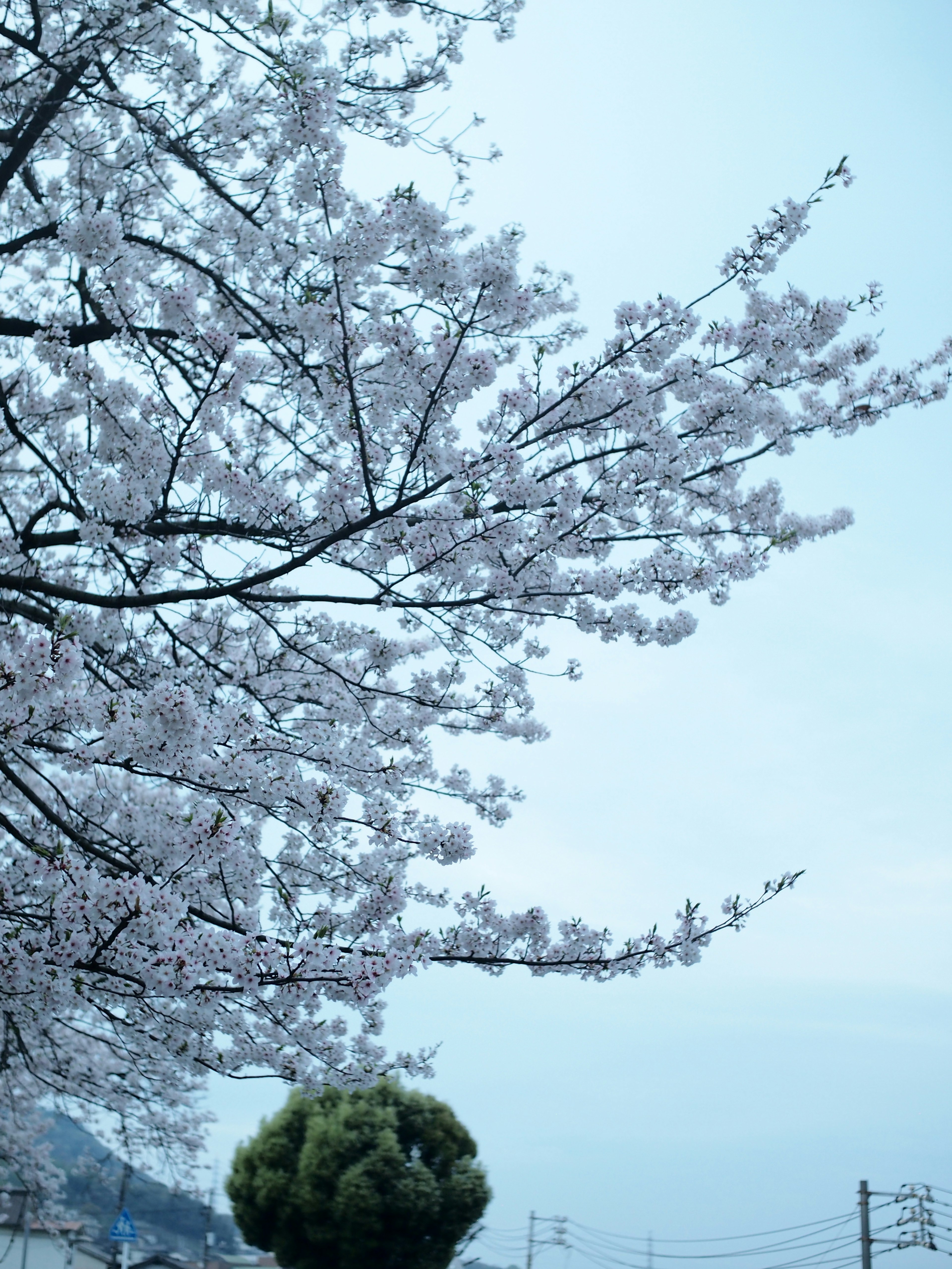 Kirschblüten blühen unter einem ruhigen blauen Himmel