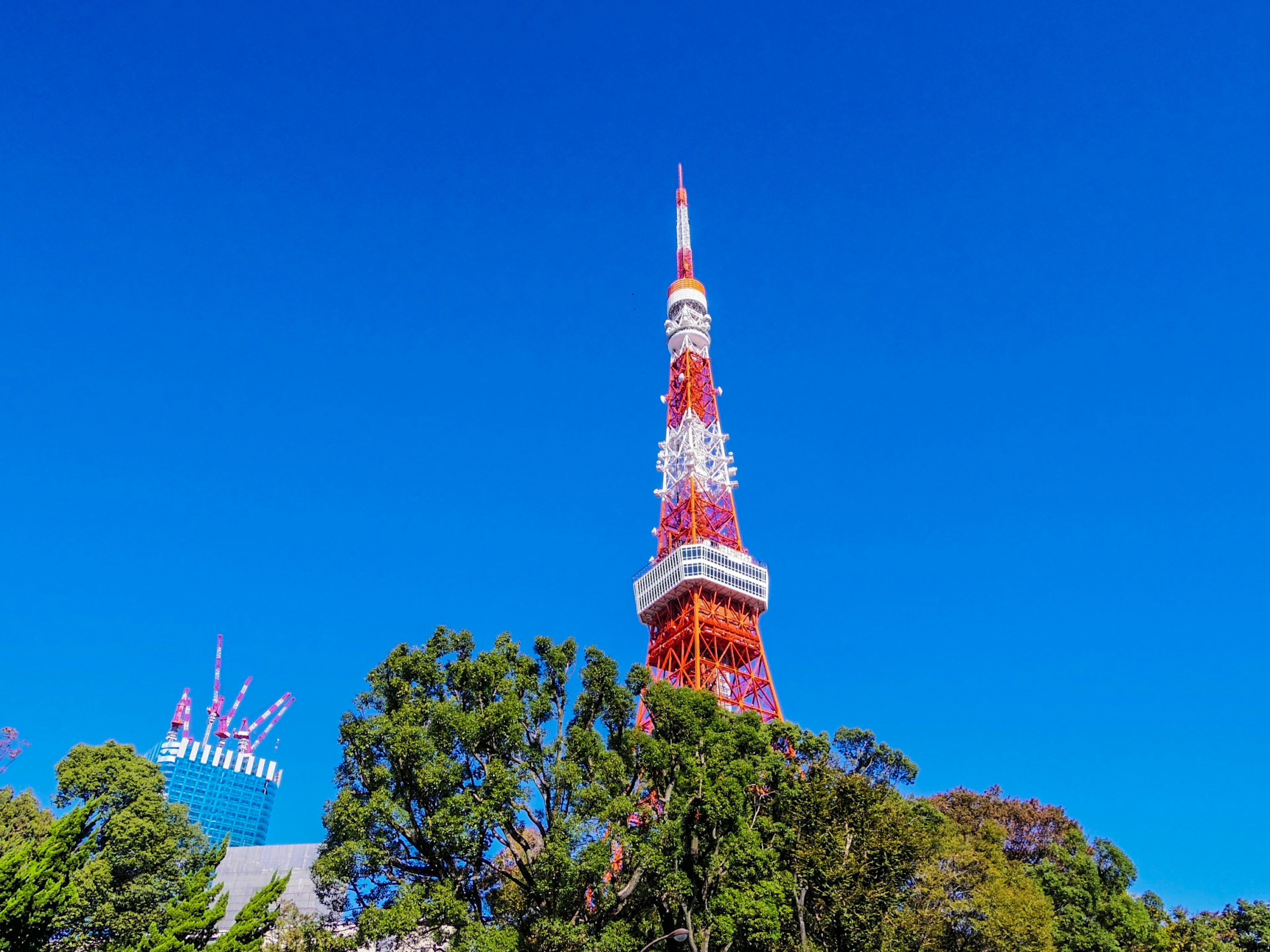 Menara Tokyo berdiri tinggi di bawah langit biru cerah dikelilingi oleh pepohonan hijau