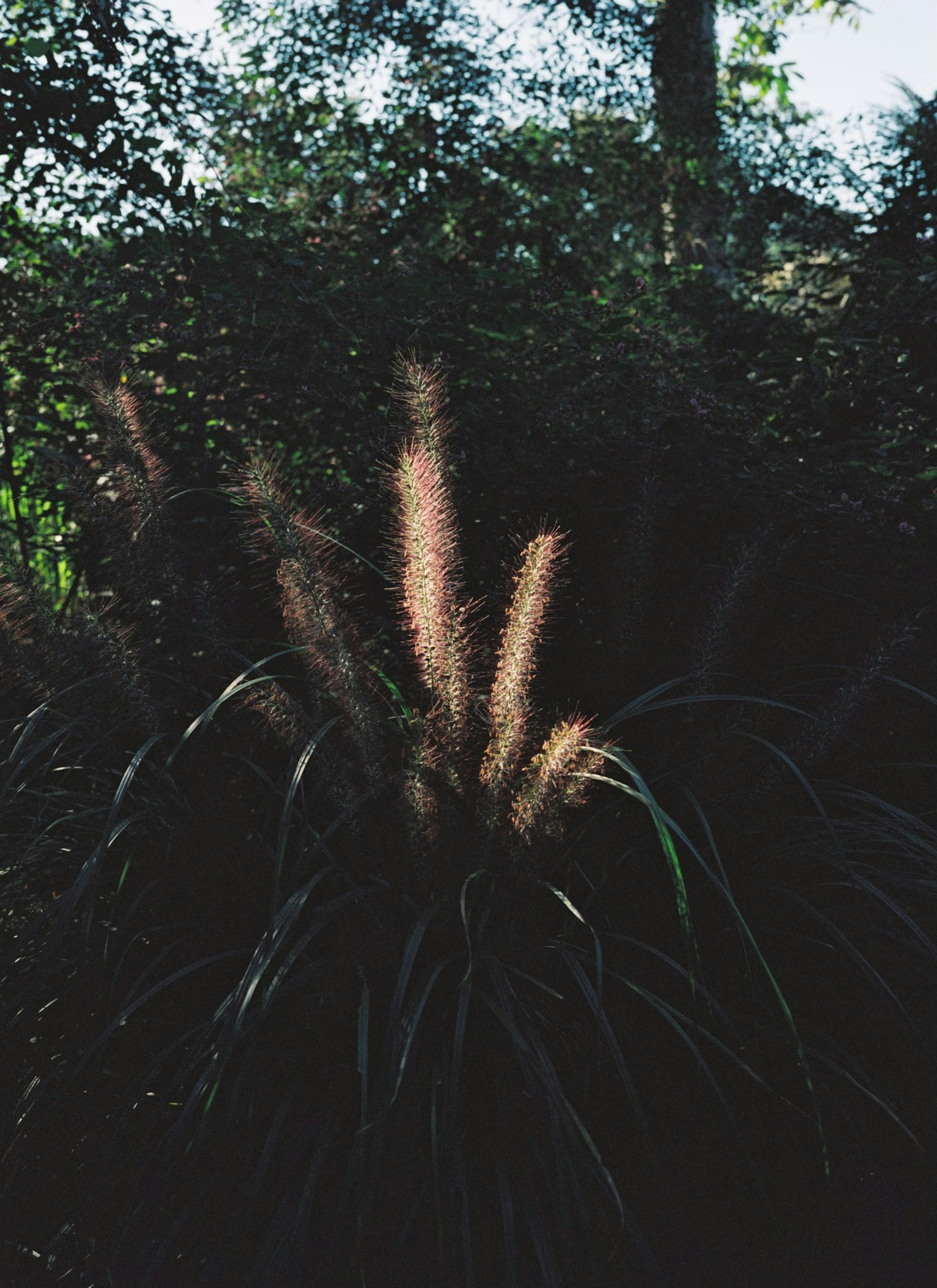 Gras mit flauschigen Spitzen, beleuchtet vor einem dunklen grünen Hintergrund