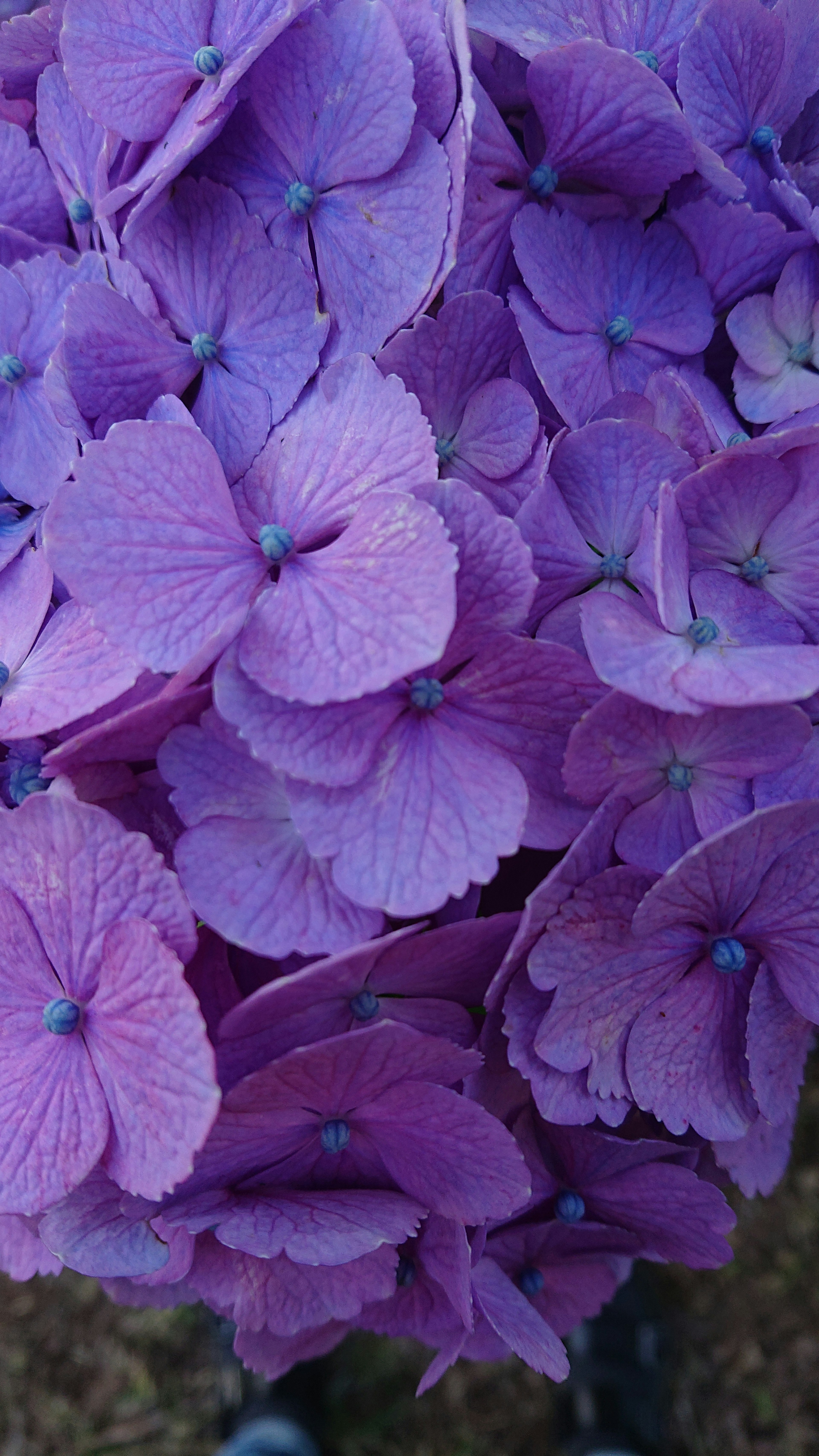 紫色の花びらが重なり合った花のクローズアップ