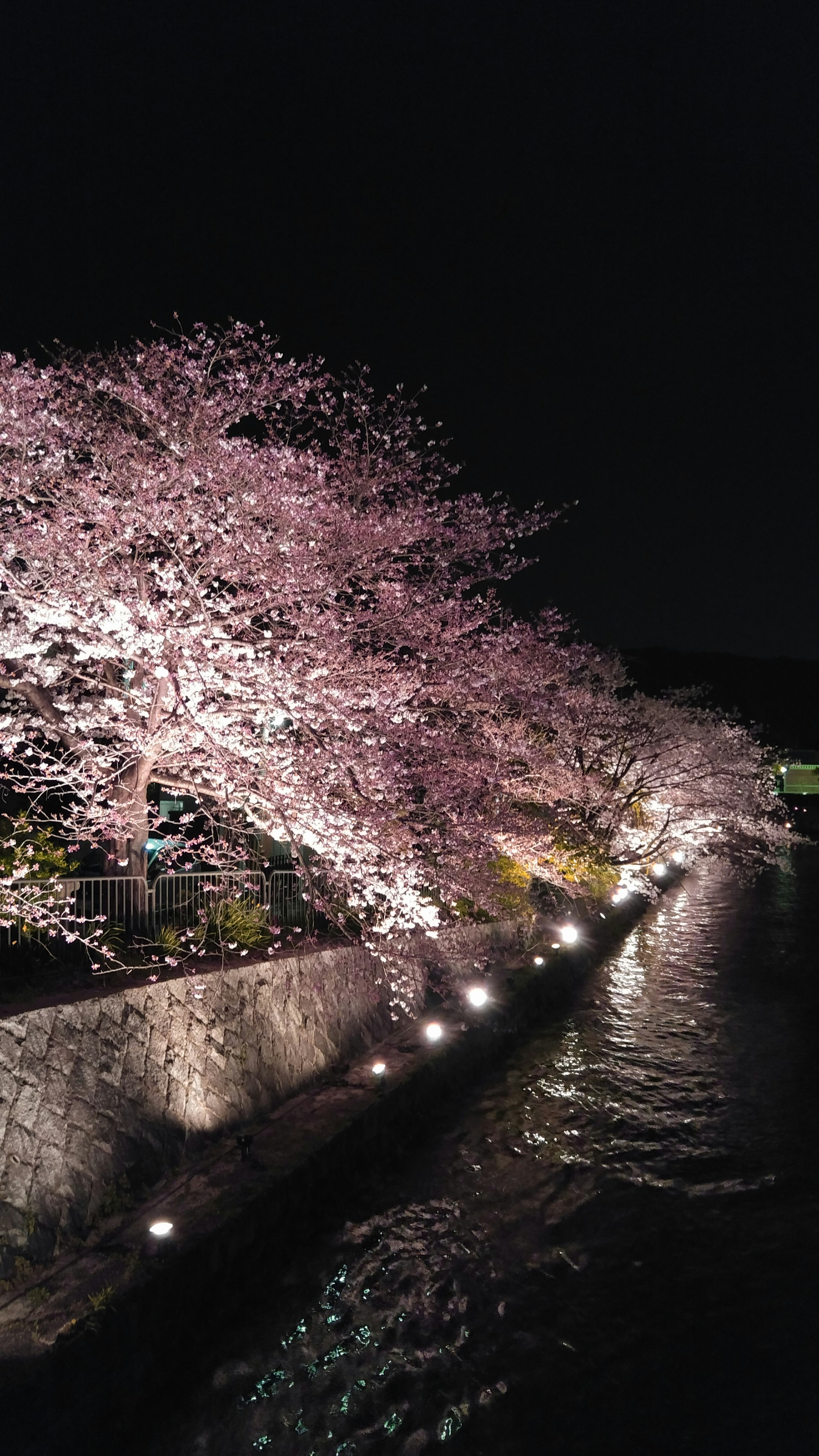 夜晚櫻花樹和河流的美麗景色