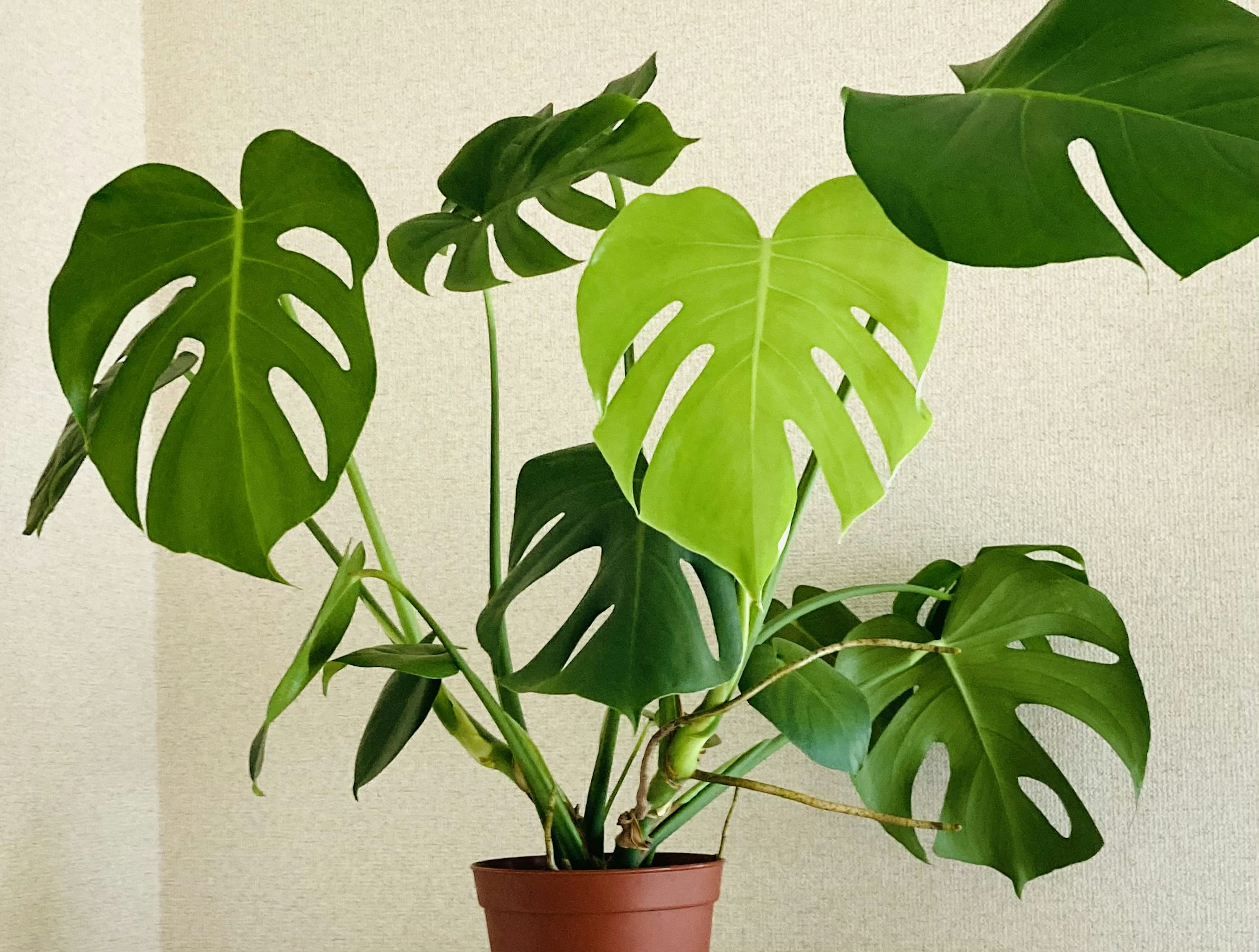 擁有獨特分裂圖案的大型綠色葉子的 monstera 植物