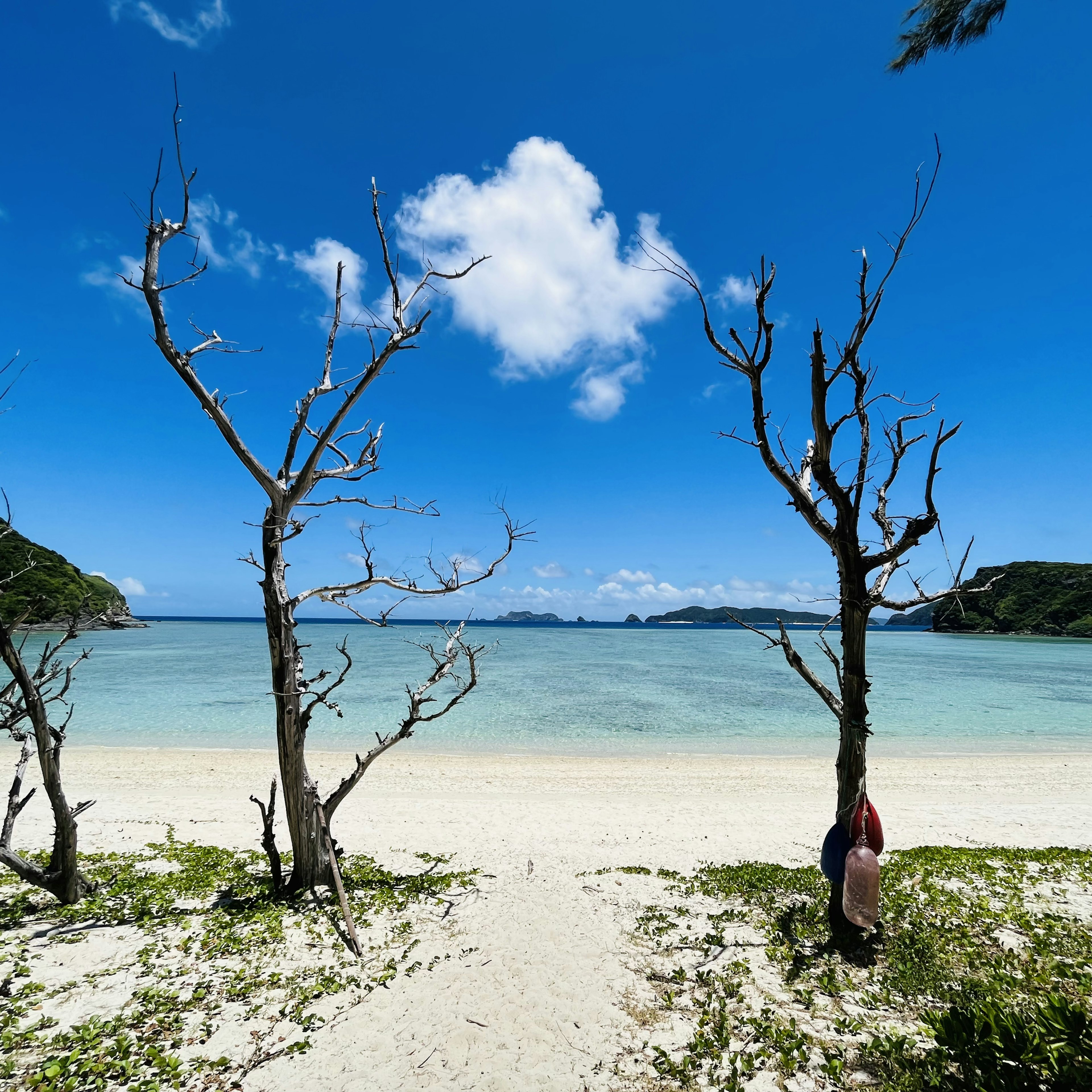 Eine Strandlandschaft mit zwei toten Bäumen unter einem blauen Himmel und weißen Wolken