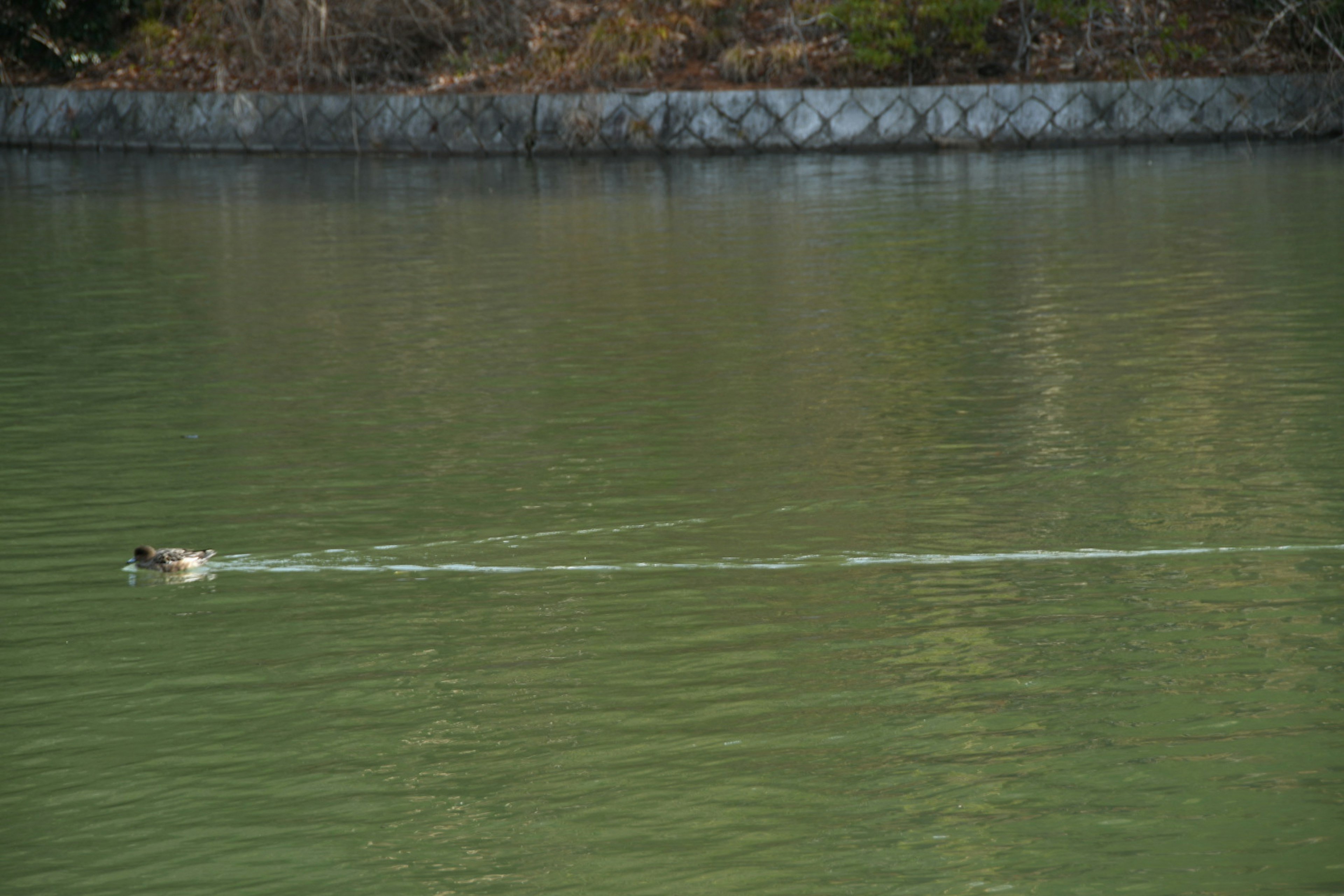 Anatra che nuota su una superficie d'acqua verde con un muro di pietra sullo sfondo