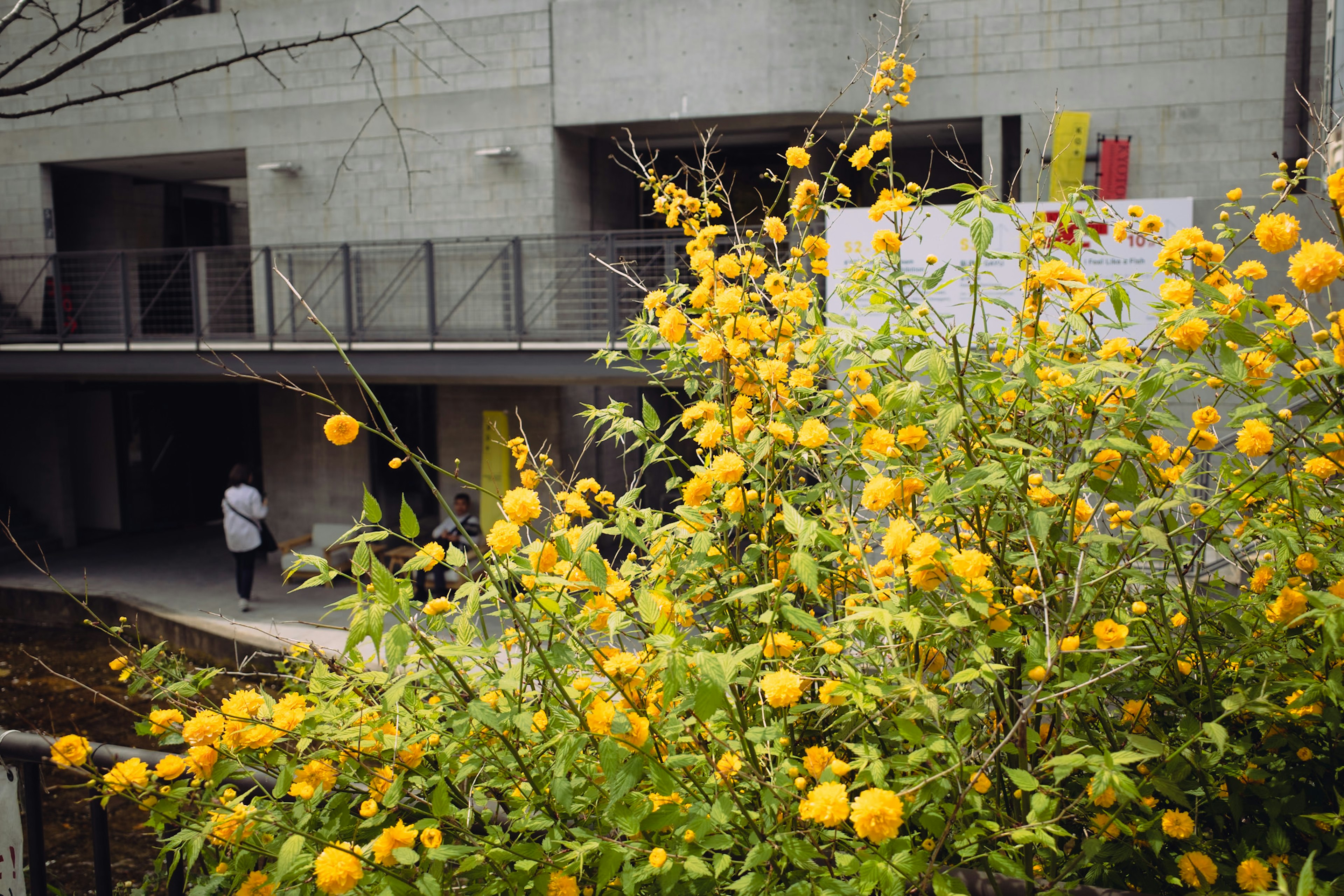 Extérieur d'un bâtiment avec des fleurs jaunes en pleine floraison