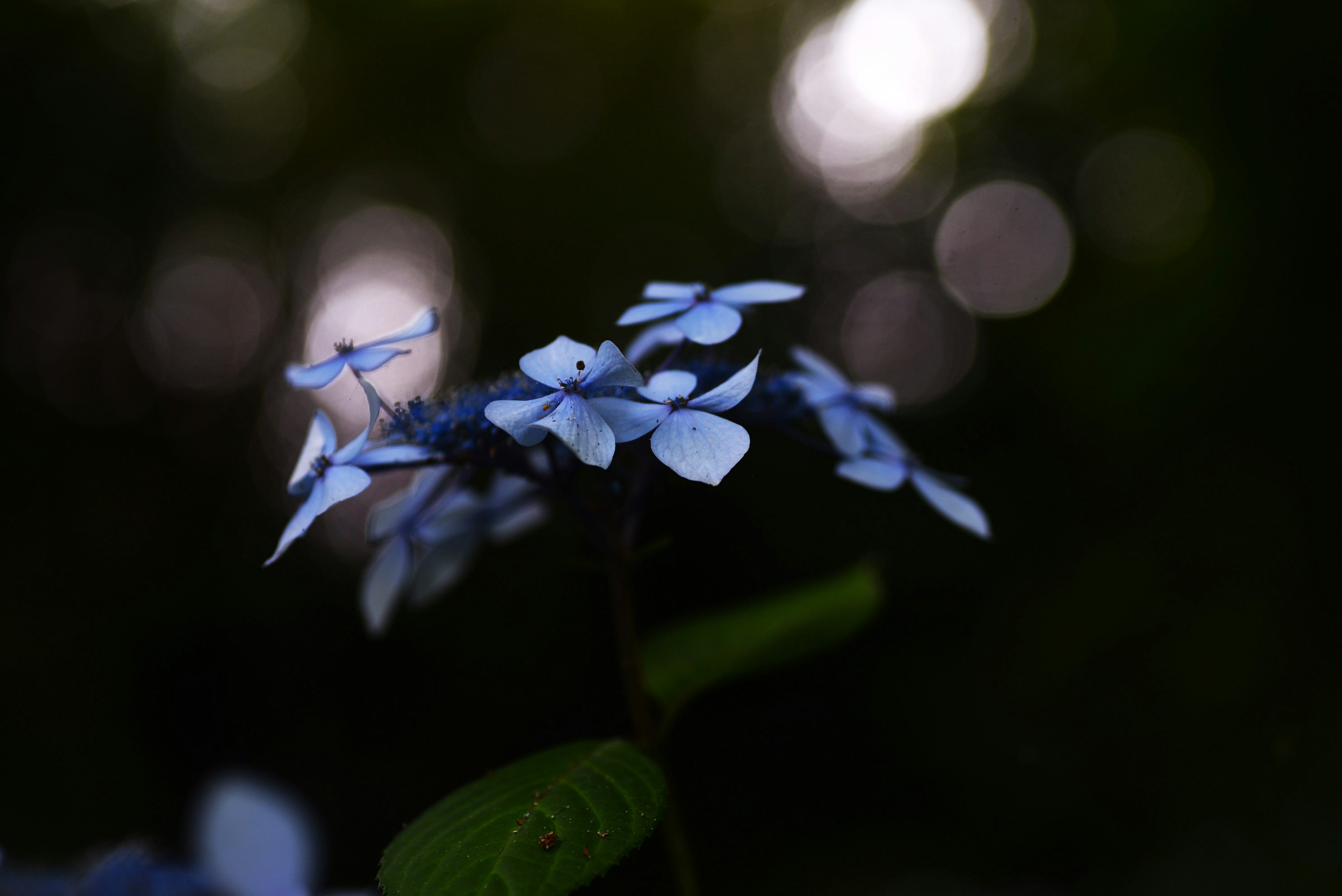 Zarte blaue Blumen mit verschwommenem Hintergrund