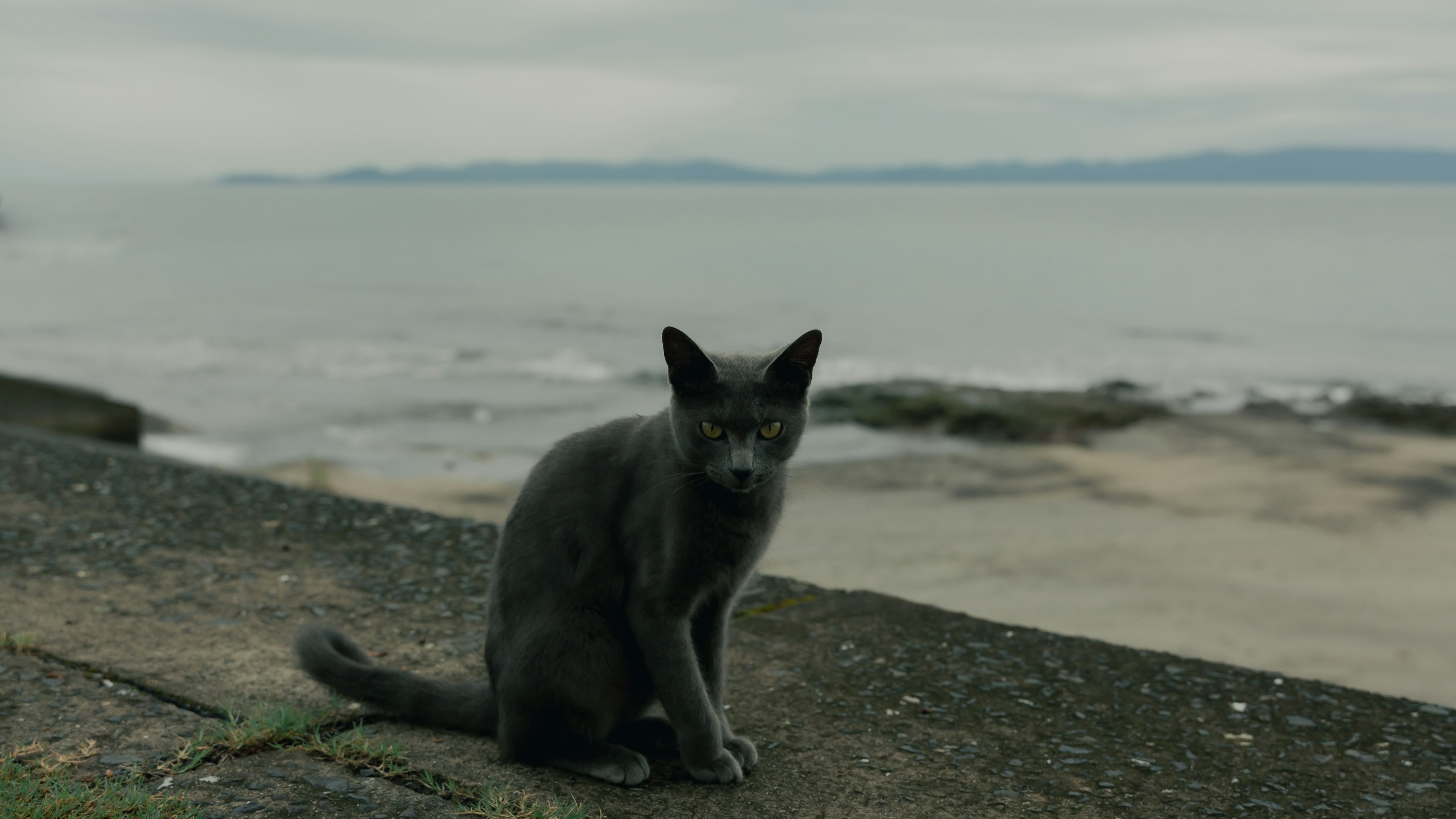 Gato gris sentado junto al mar