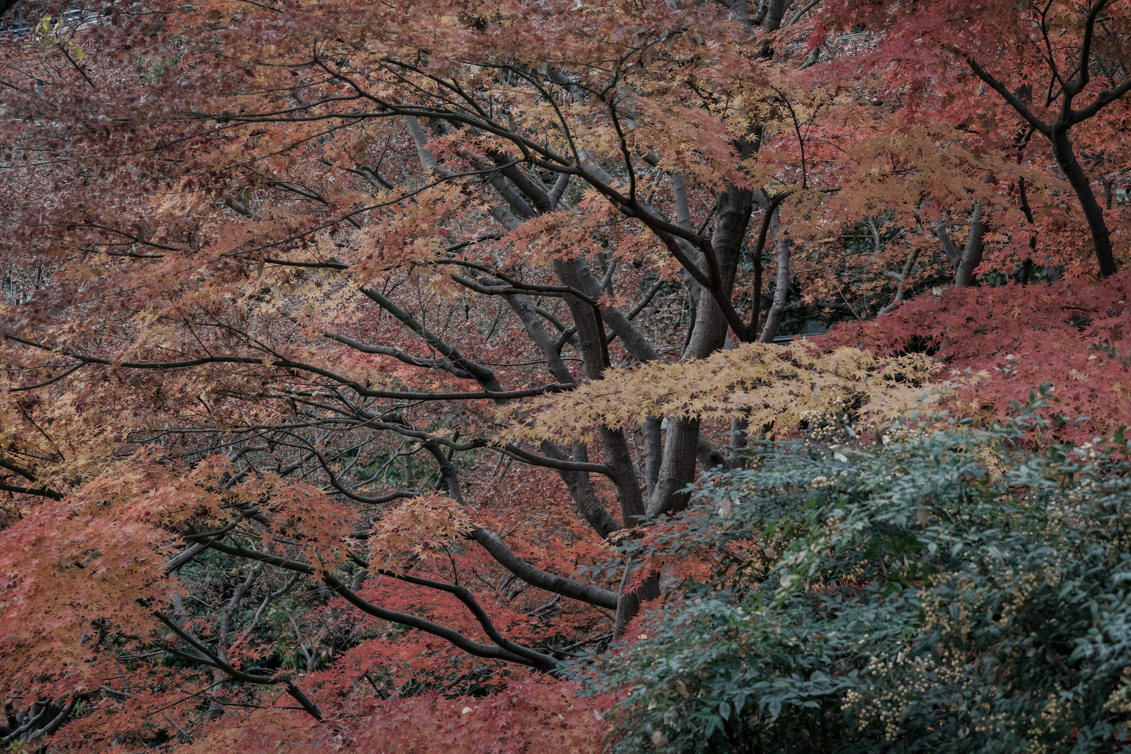 Schöne Herbstlandschaft mit buntem Laub