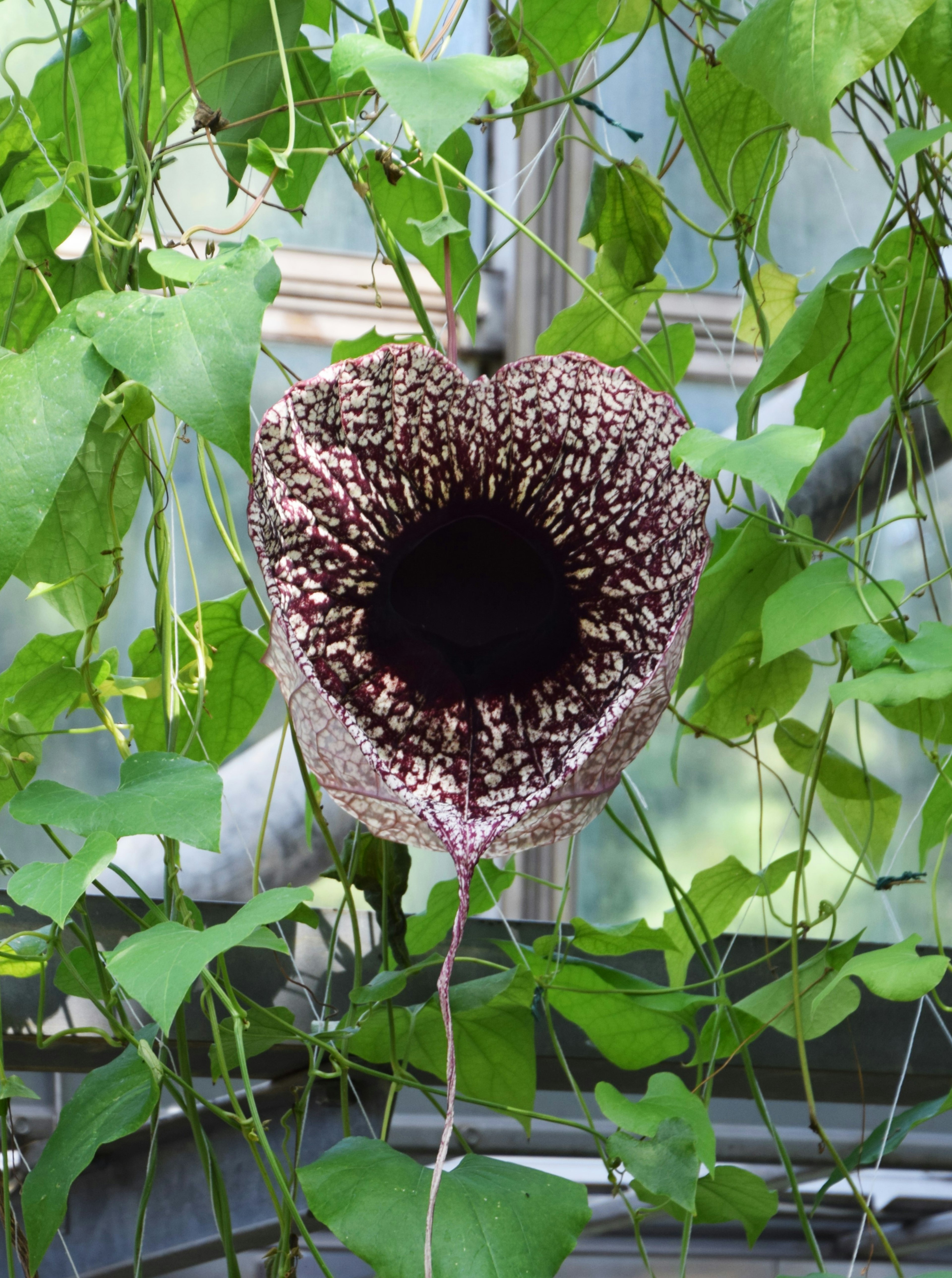 Fiore dalla forma unica circondato da foglie verdi