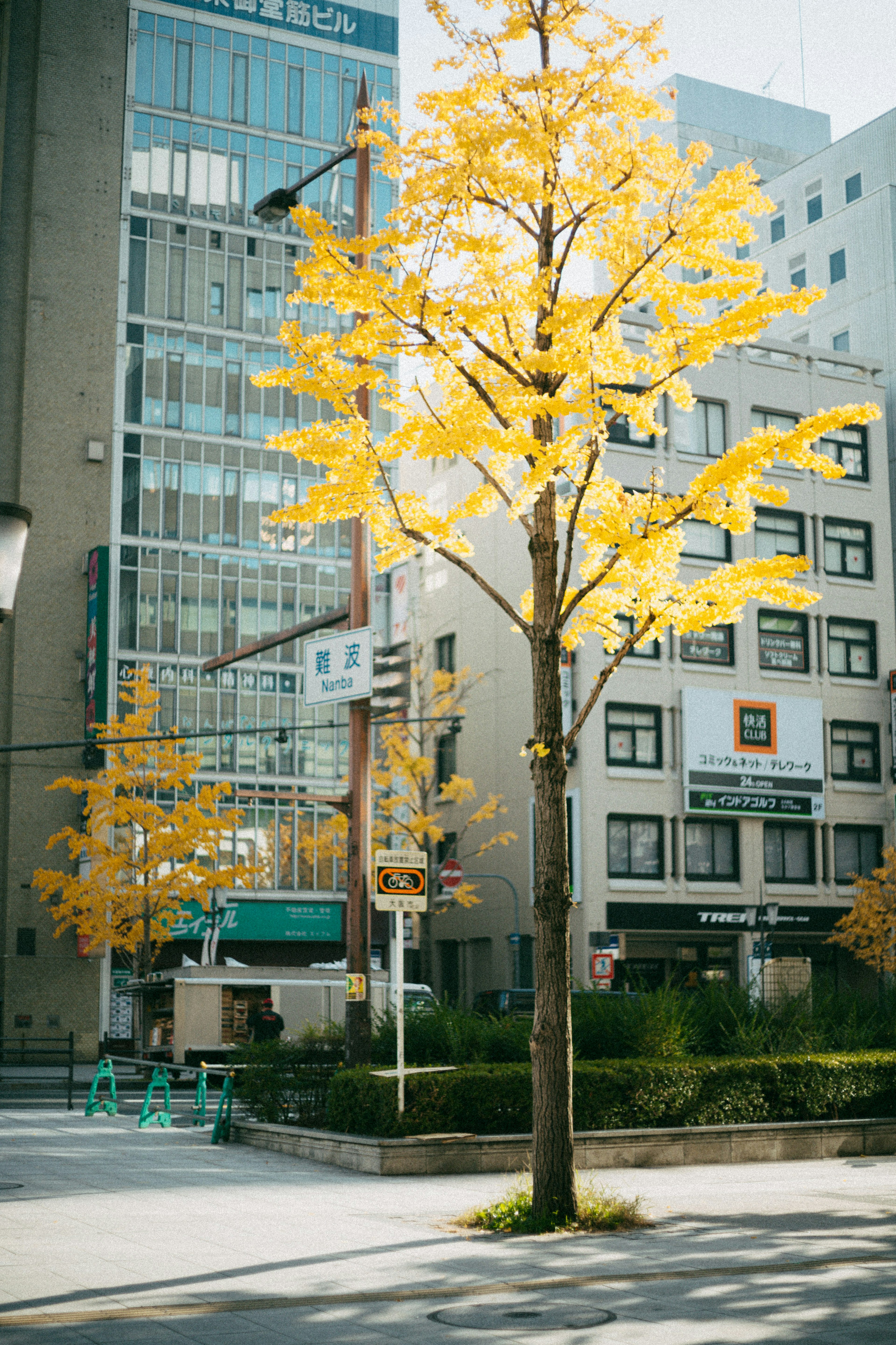 Vista de la calle con un árbol de ginkgo amarillo brillante y edificios modernos en otoño