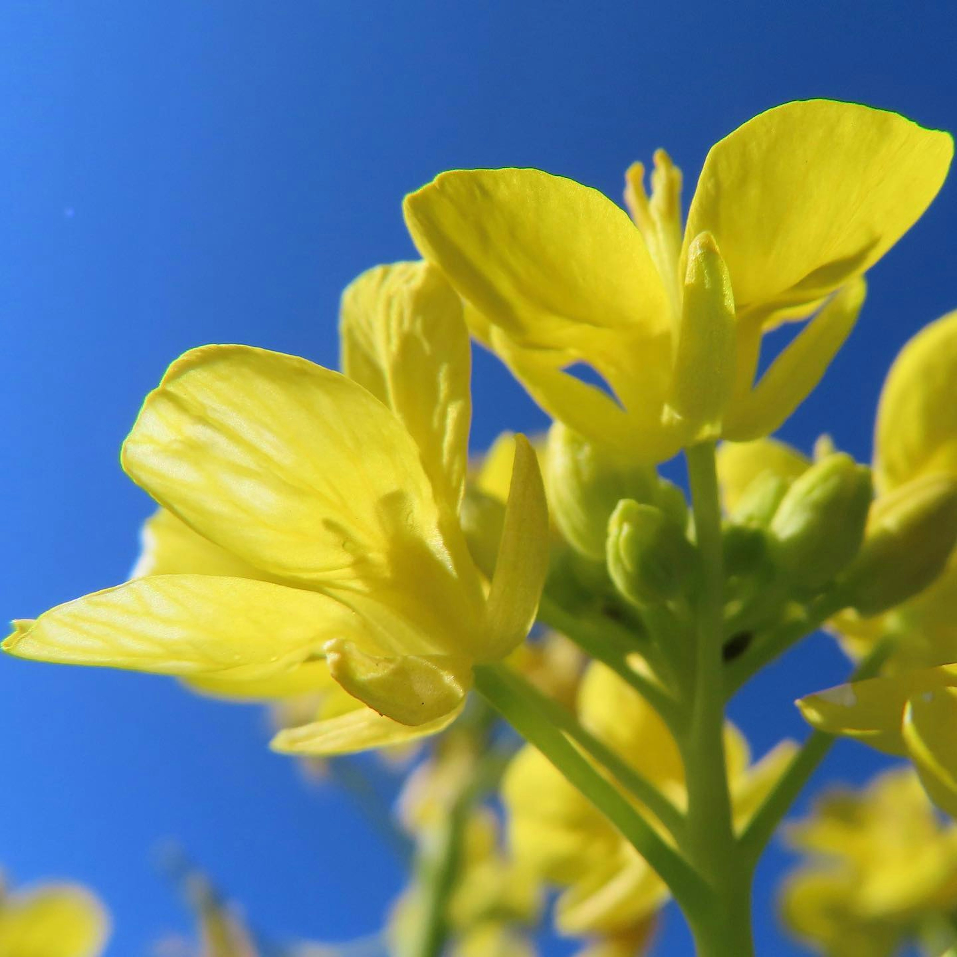 Close-up of bright yellow flowers under a blue sky