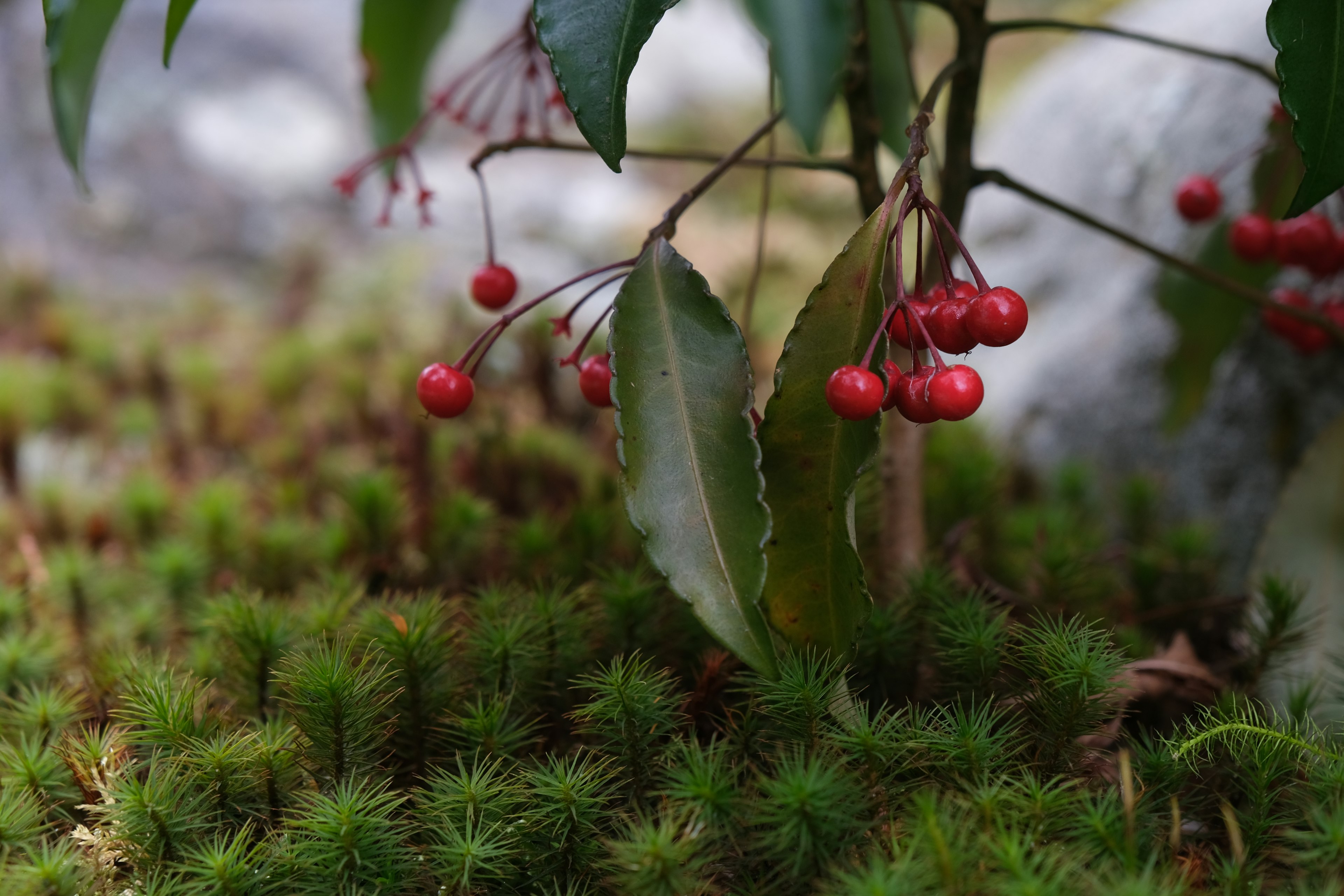 Nahaufnahme eines Pflanzen mit roten Beeren und grünen Blättern