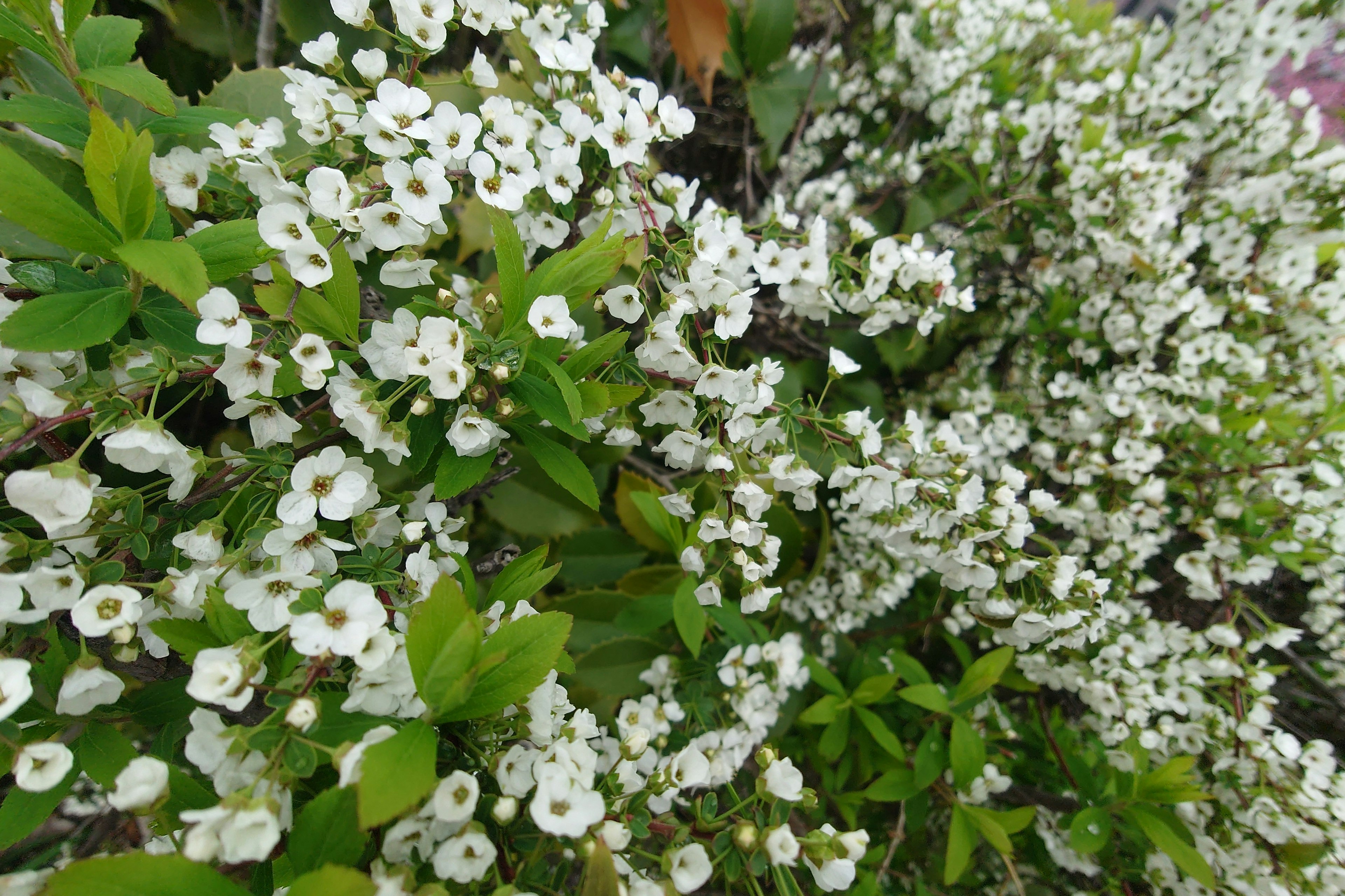 Close-up of lush green leaves with clusters of small white flowers