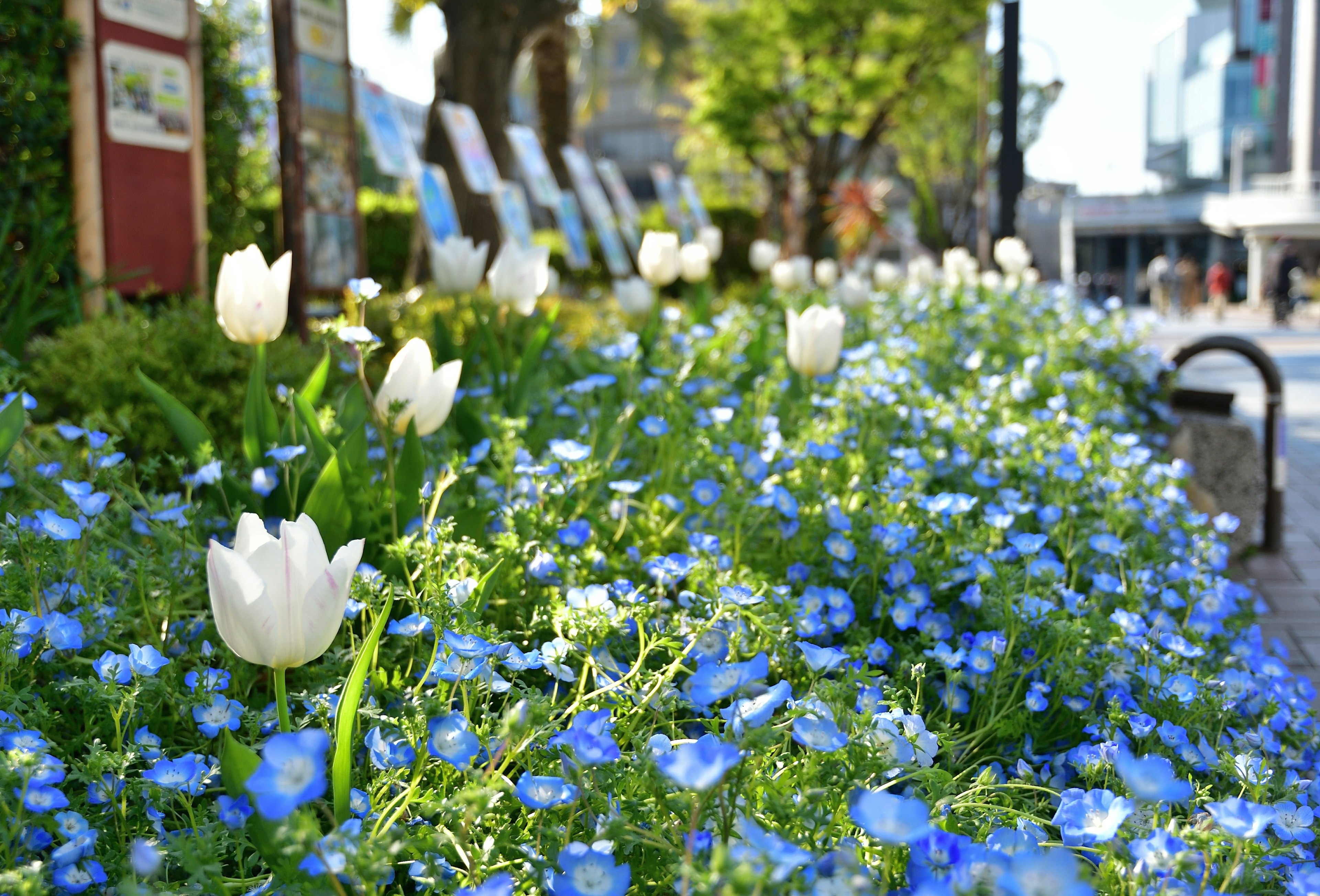 Scena di parco con fiori blu e tulipani bianchi in fiore