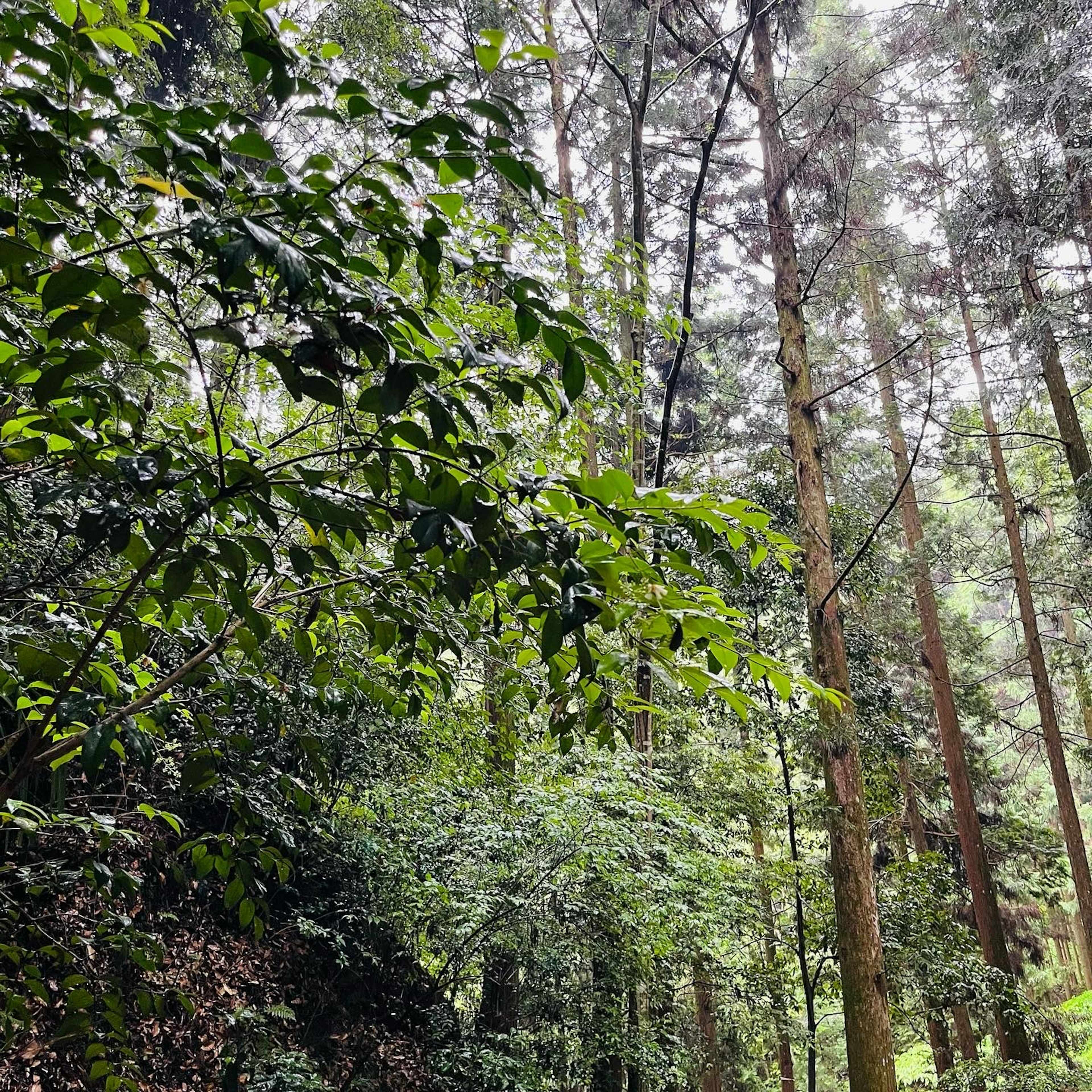 Lush forest landscape with tall trees and green foliage