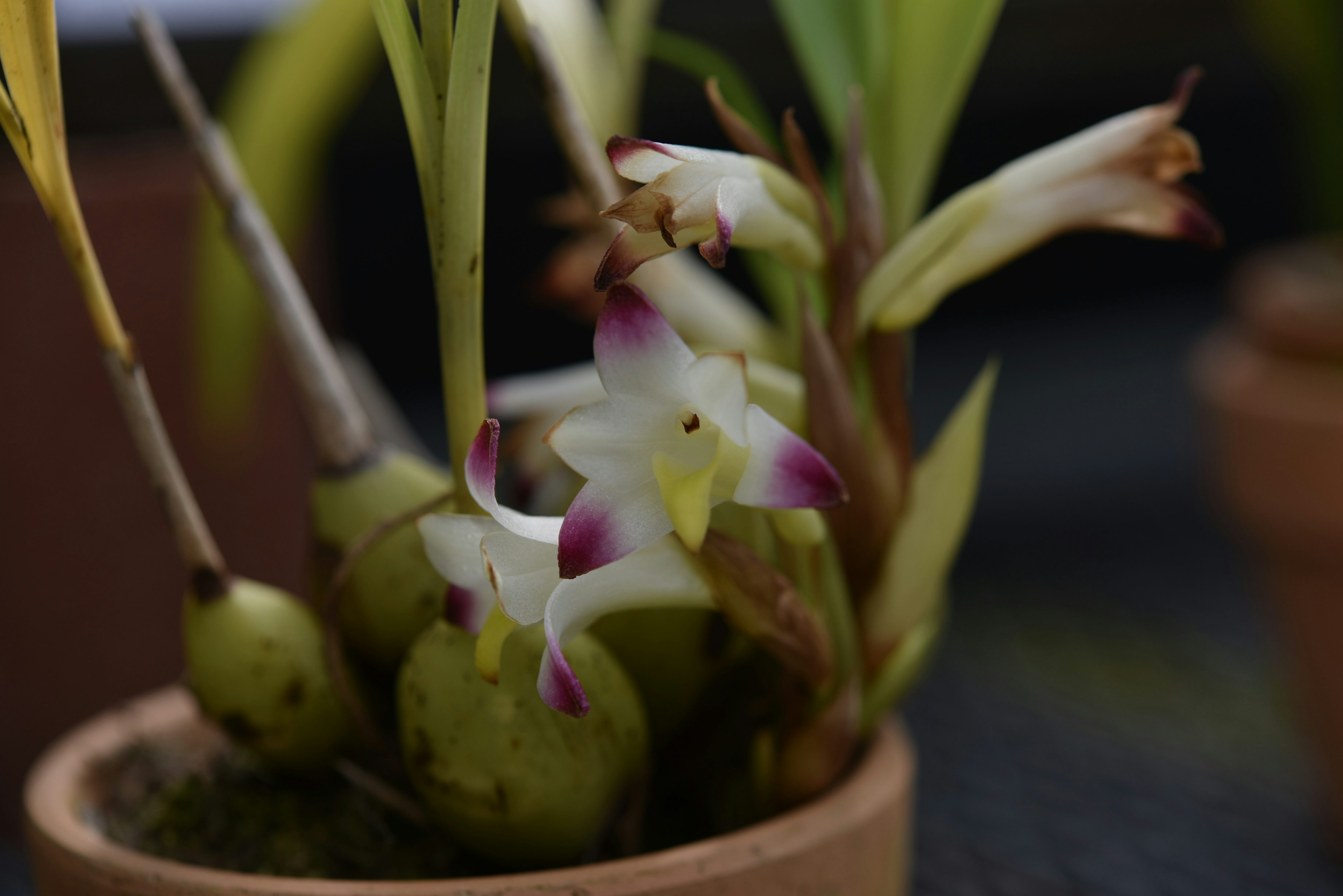 Plante d'orchidée avec des fleurs distinctives dans un pot