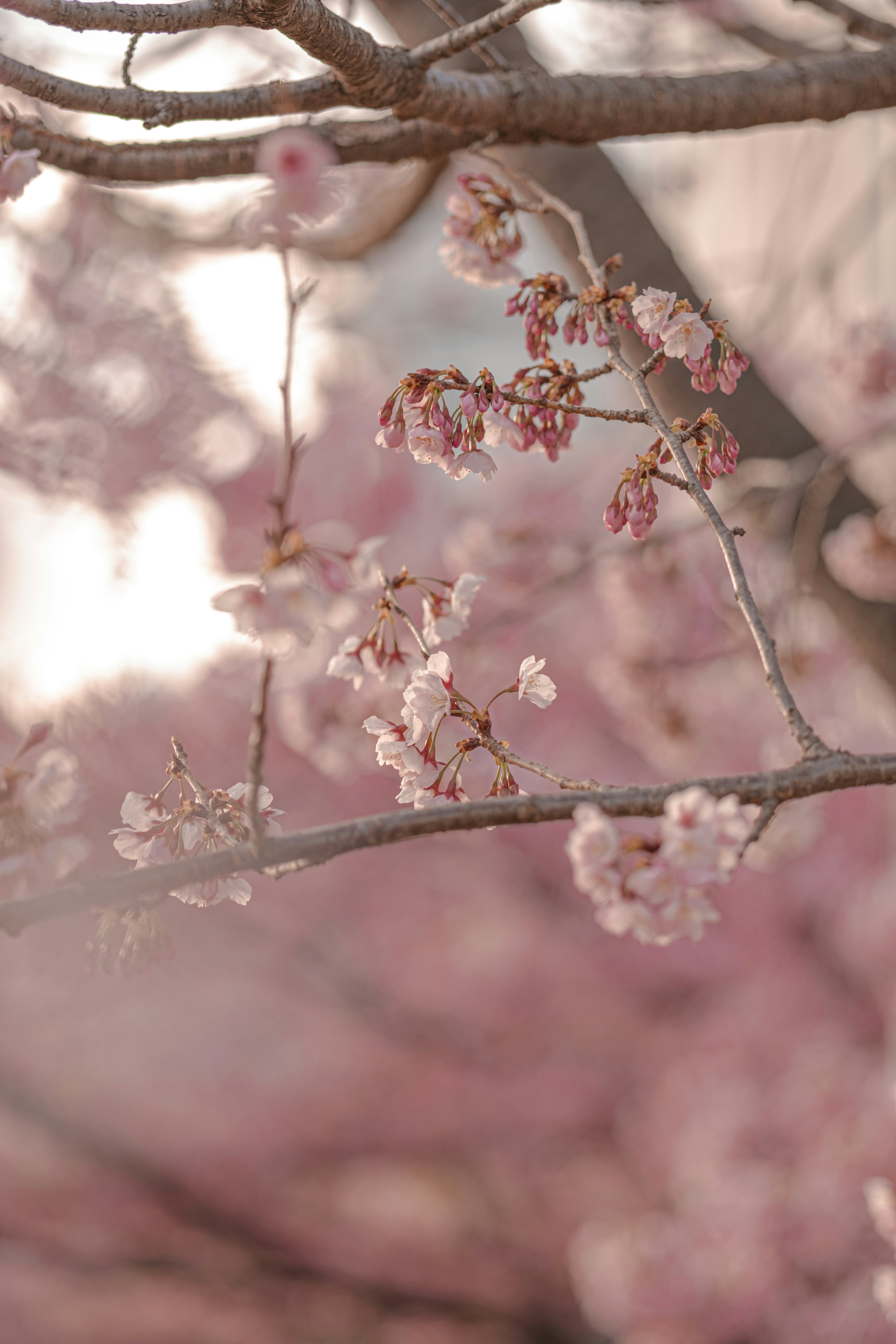 Close-up of cherry blossom branches with soft pink flowers and a gentle background