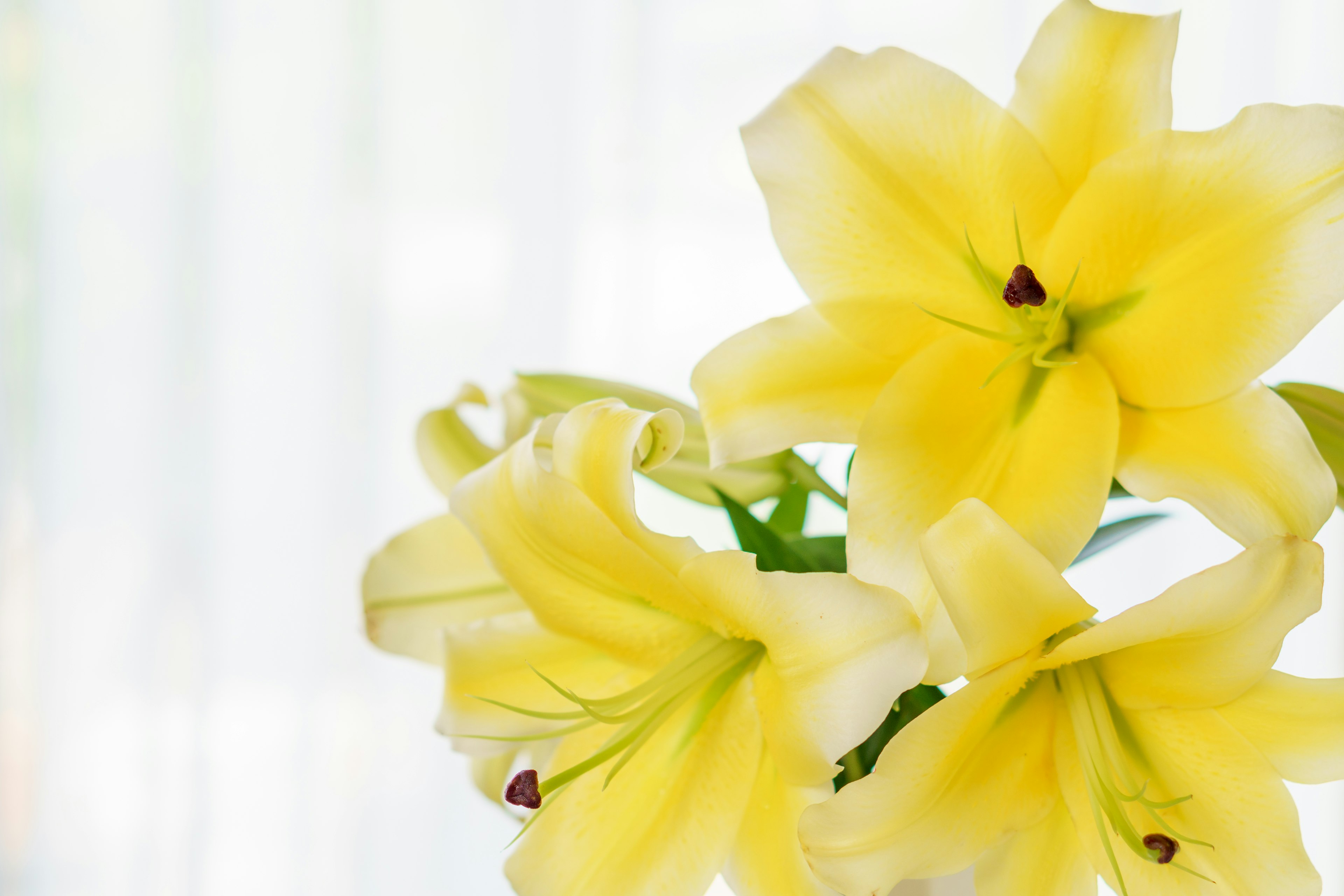 黄色のユリの花が美しく咲いている写真